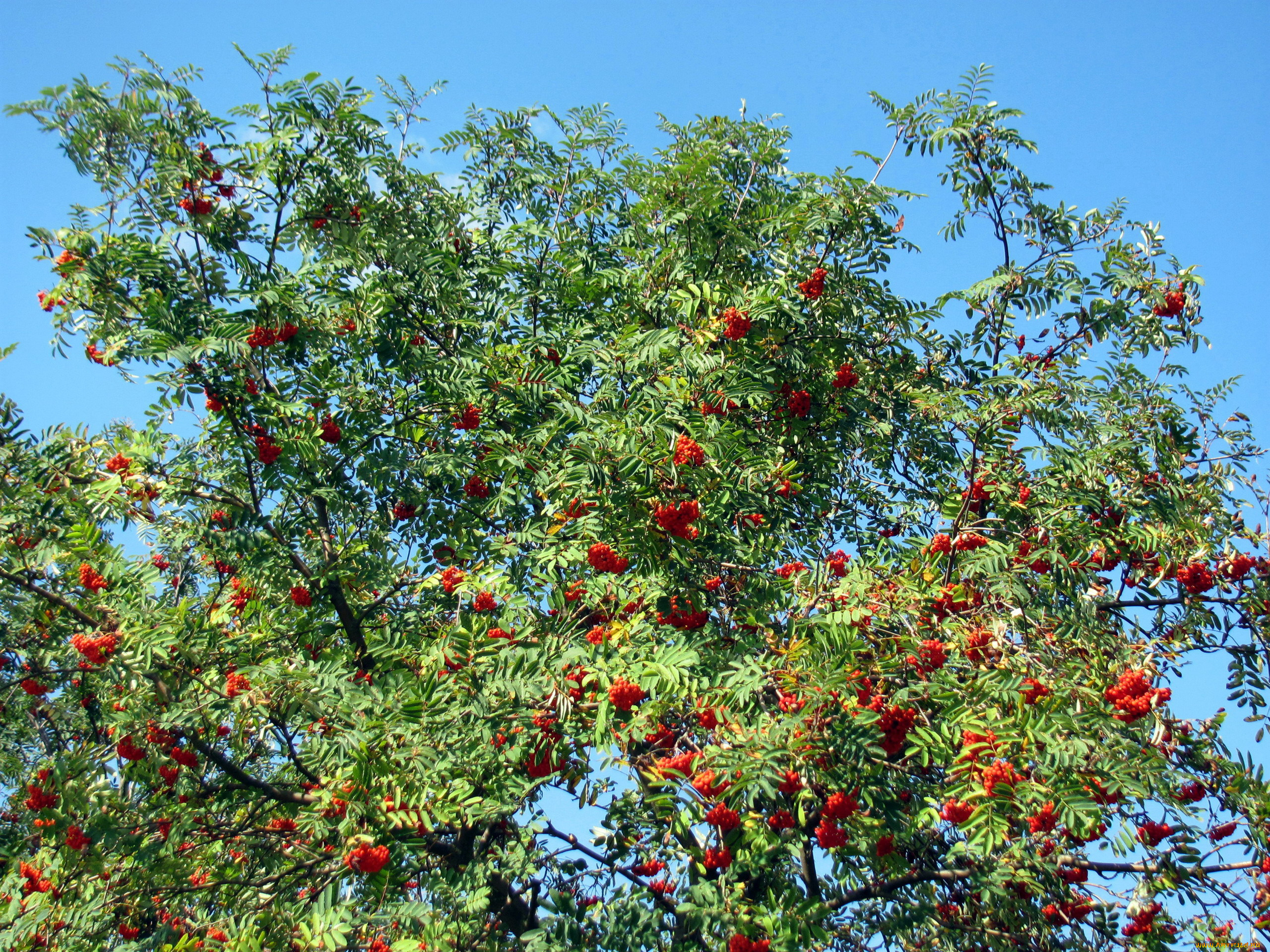 природа, ягоды, , рябина, осень, рябина, дерево