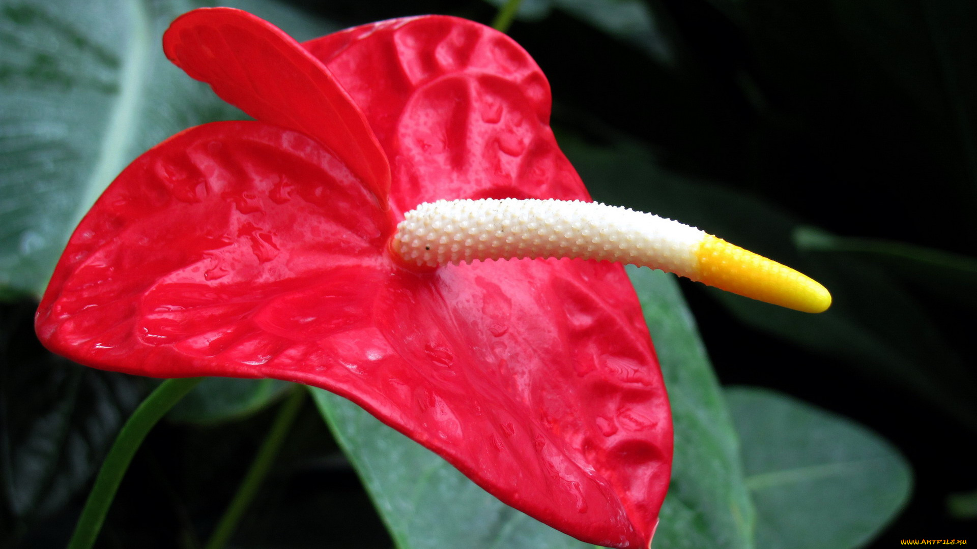 цветы, антуриум, , цветок, фламинго, алый, антуриум