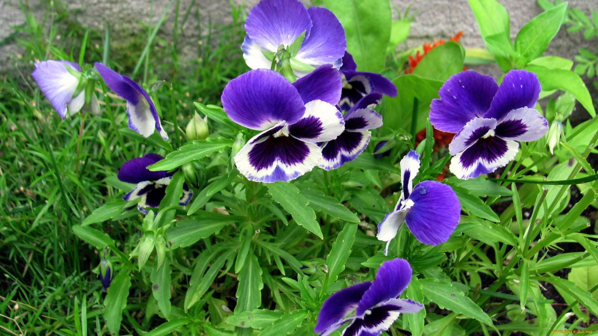 цветы, анютины, глазки, , садовые, фиалки, синие, анютины, глазки