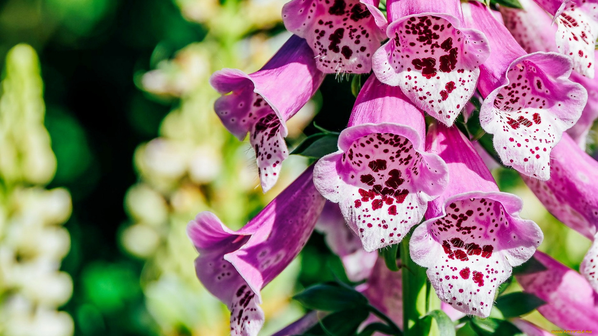 цветы, дигиталис, , наперстянка, пестрые, колокольчики, дигиталис