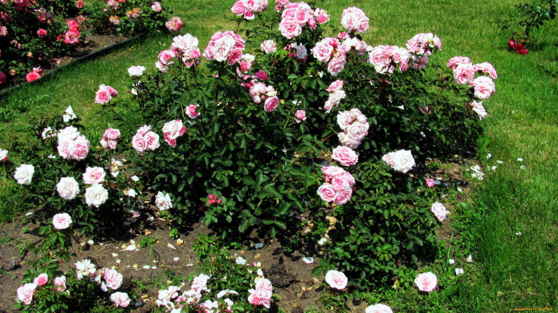 цветы, розы, розовые, куст