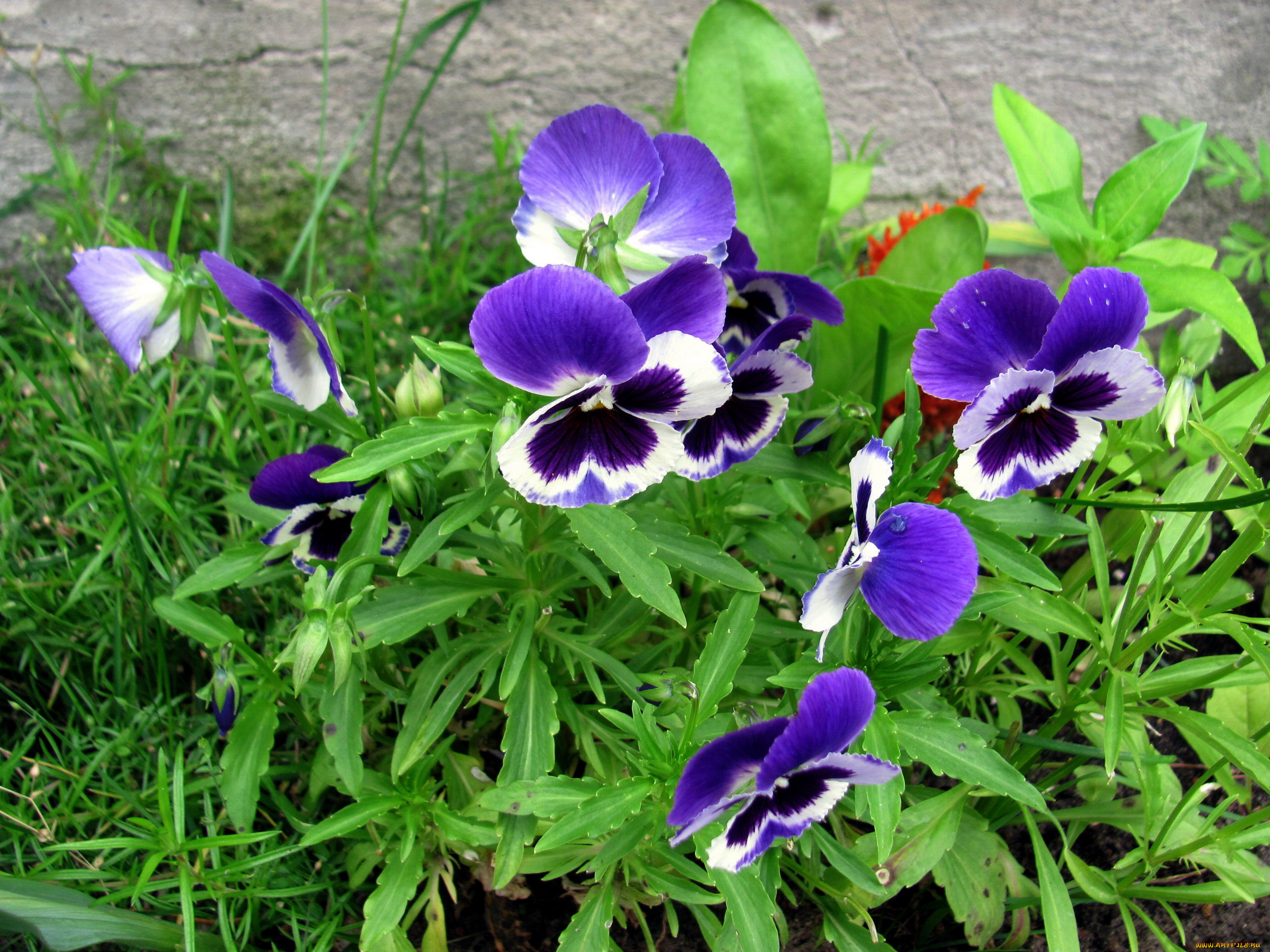 цветы, анютины, глазки, , садовые, фиалки, синие, анютины, глазки