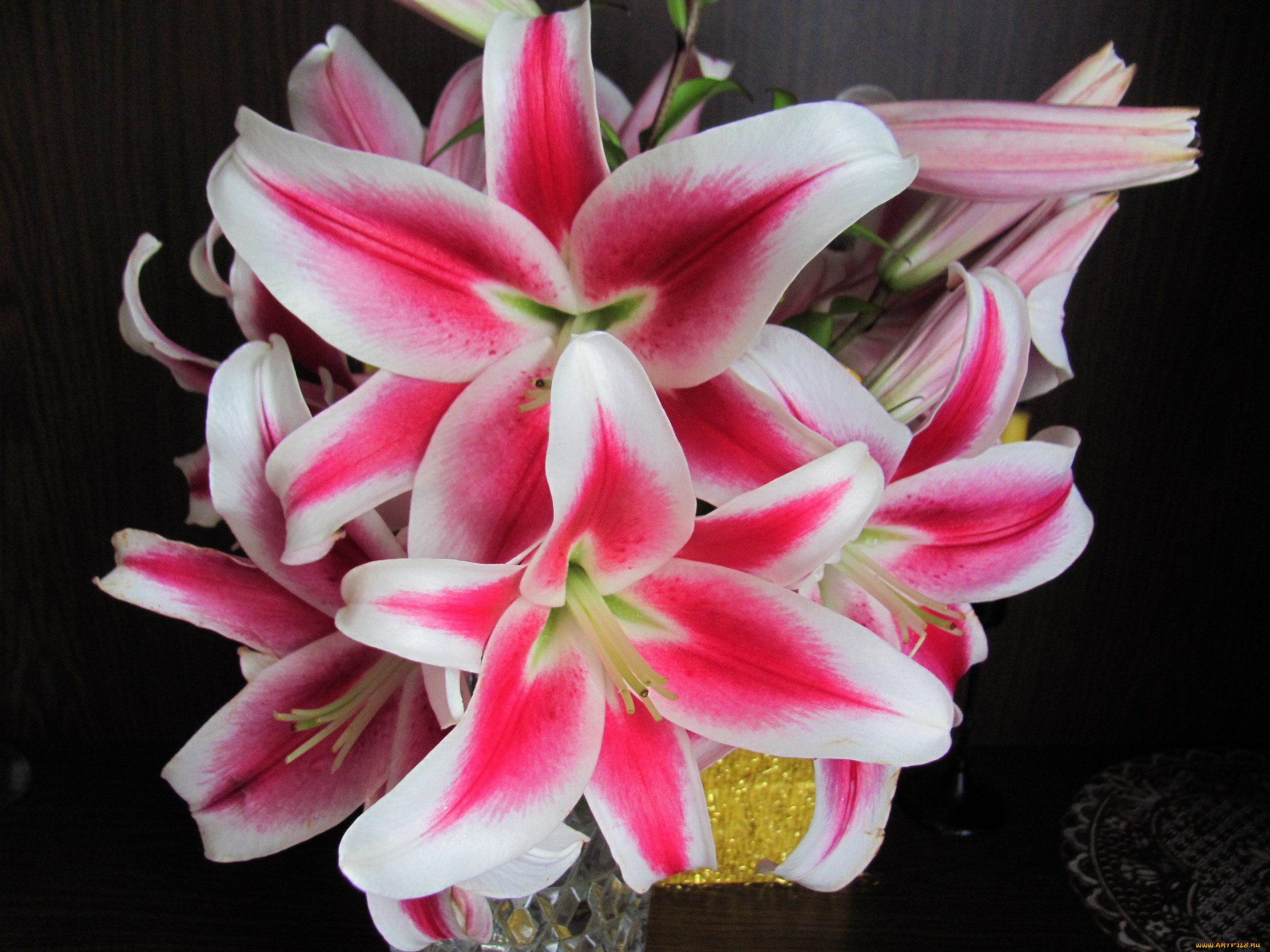 цветы, лилии, , лилейники, бело-розовые, макро