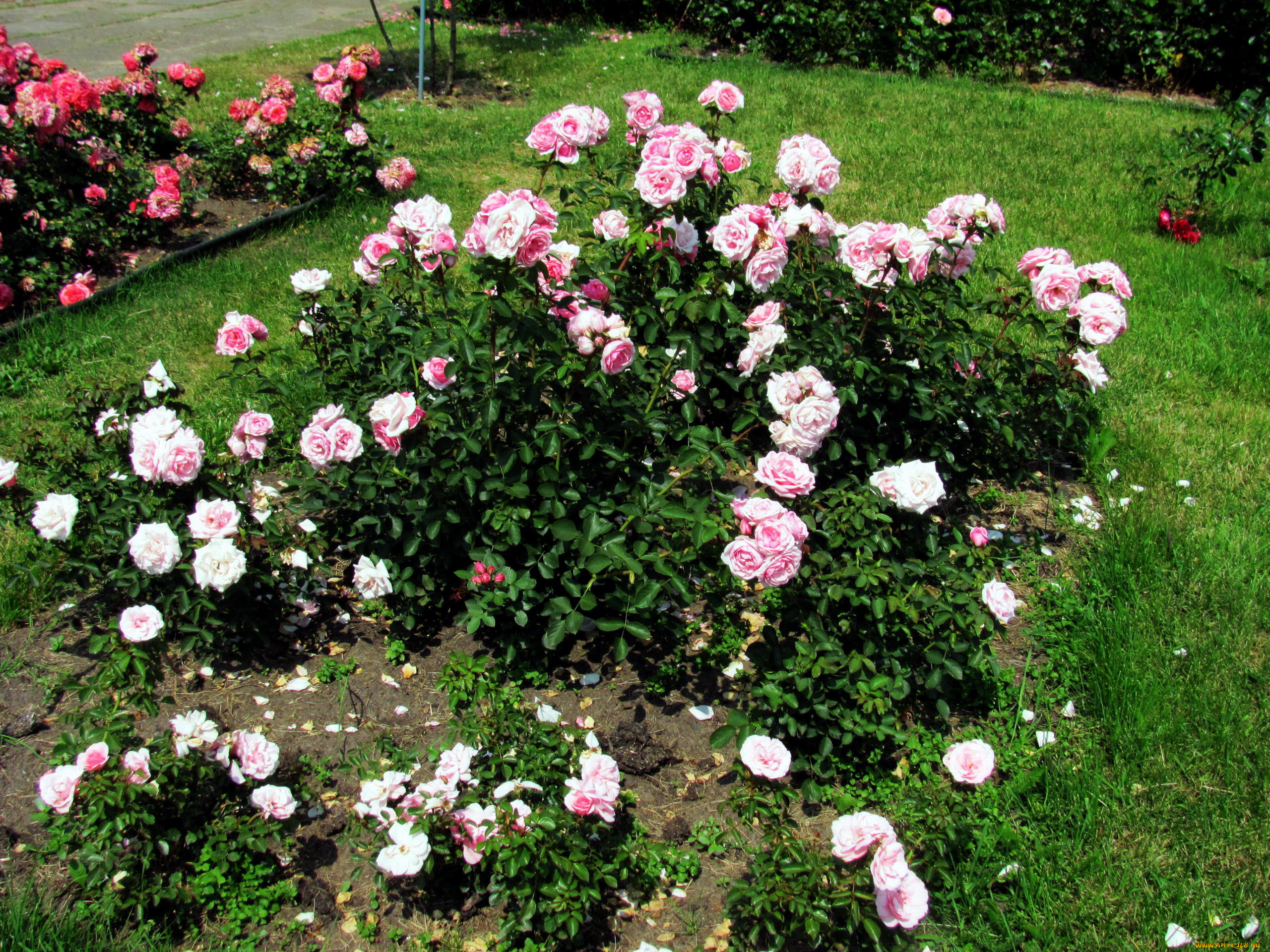 цветы, розы, розовые, куст