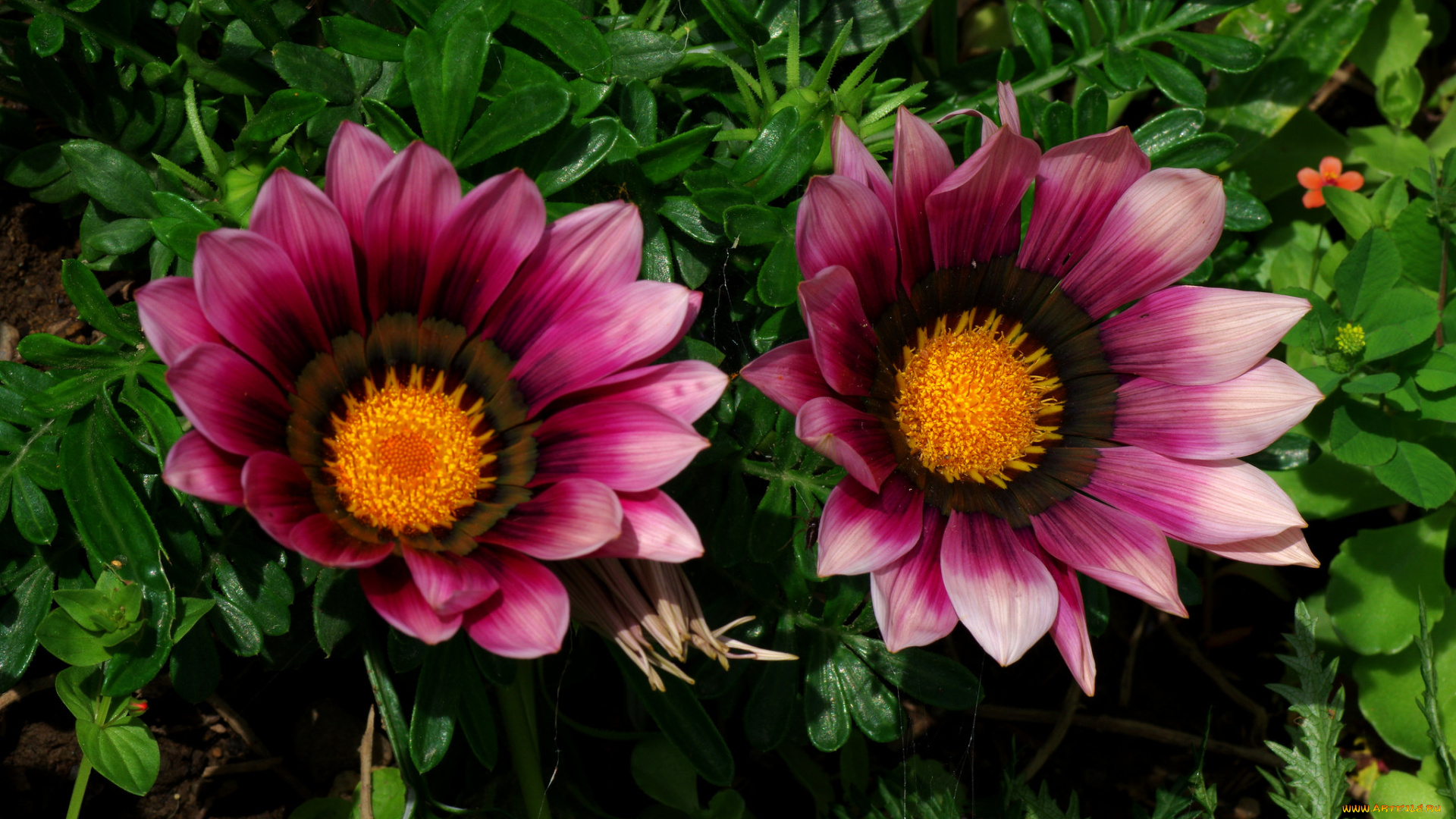 цветы, газания, макро, розовая, дуэт