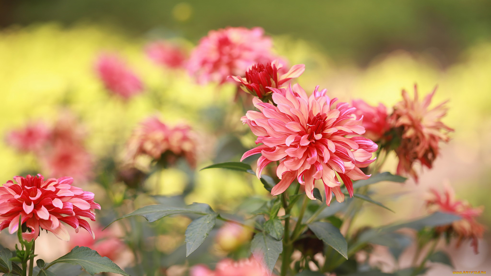 цветы, георгины, розовые, макро