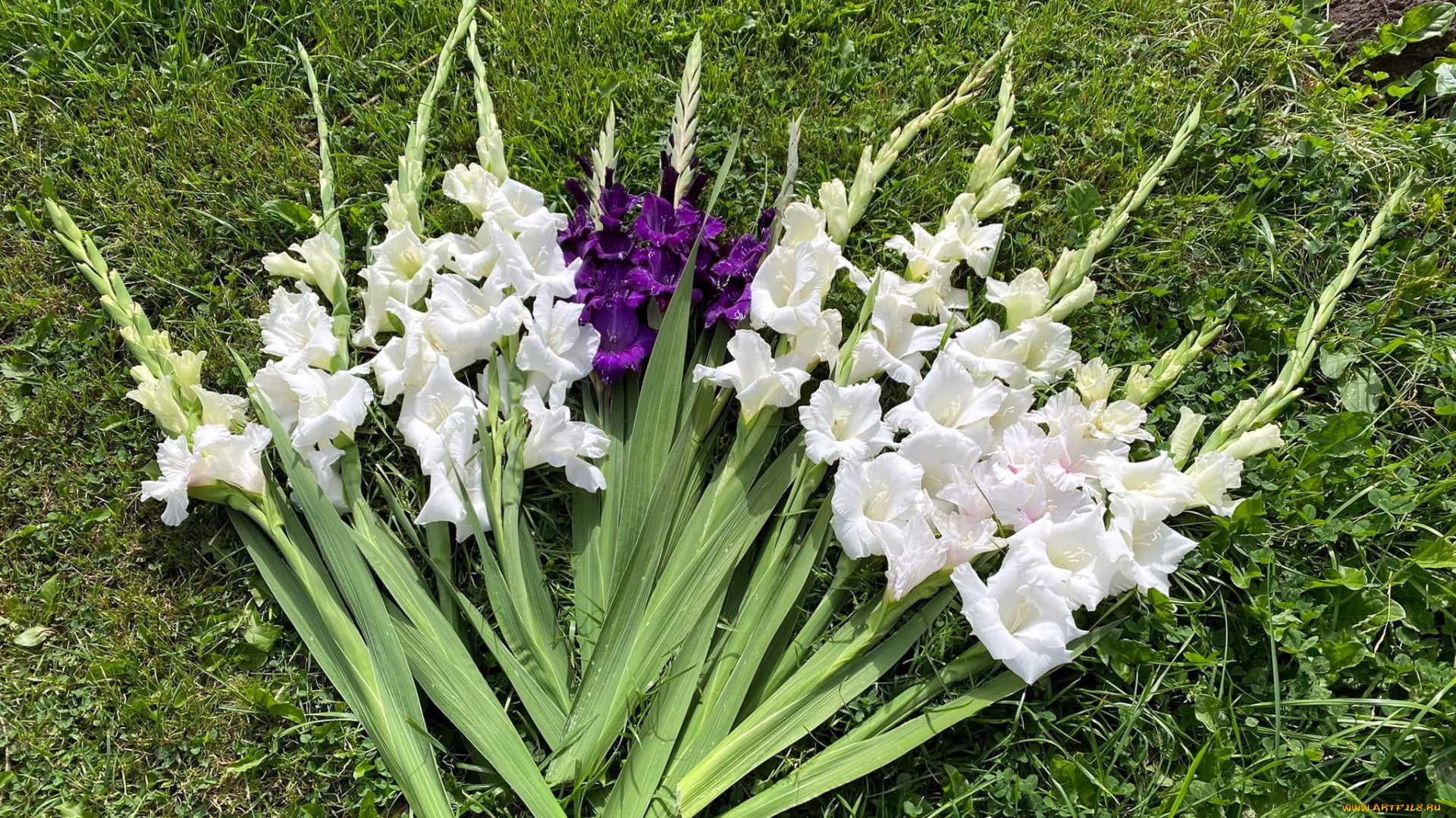 цветы, гладиолусы, трава, белые, лиловые