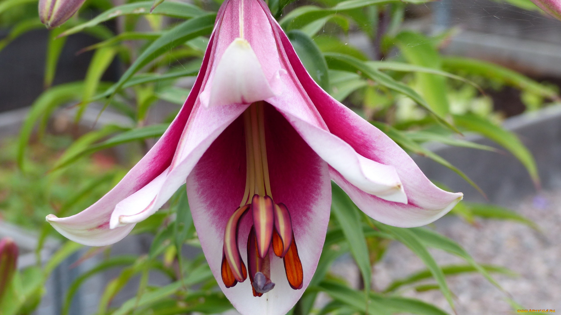 цветы, лилии, , лилейники, макро, лилия, розовая, бутон