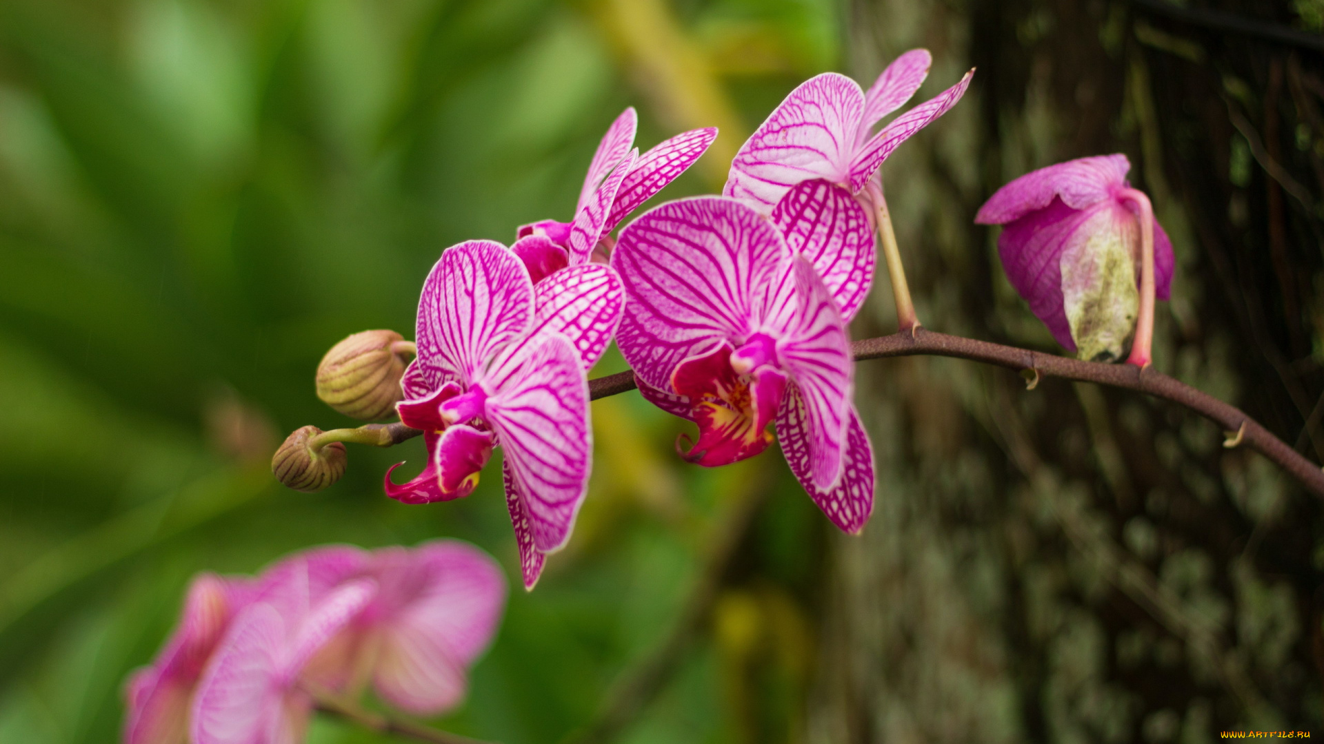 цветы, орхидеи, экзотика, орхидея, розовая