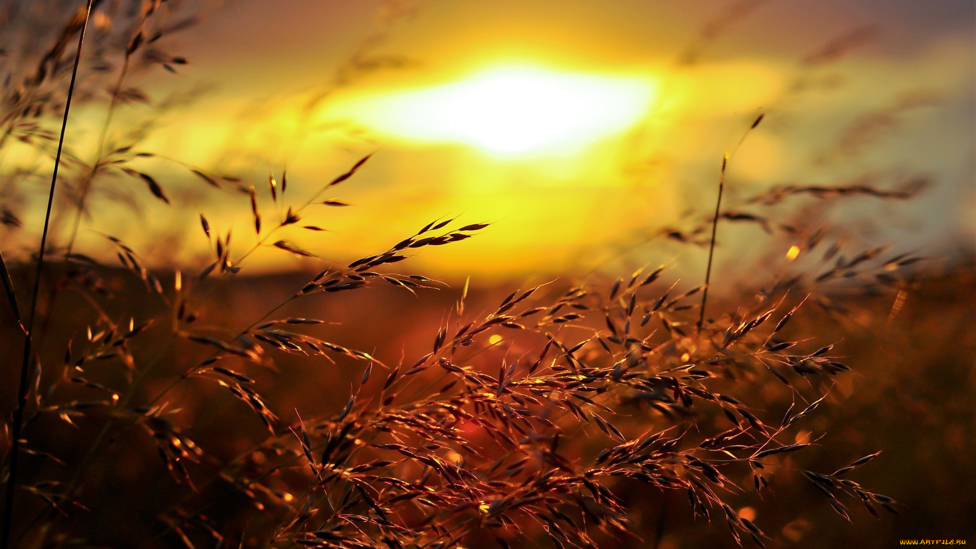 природа, восходы, закаты, закат, поле, трава