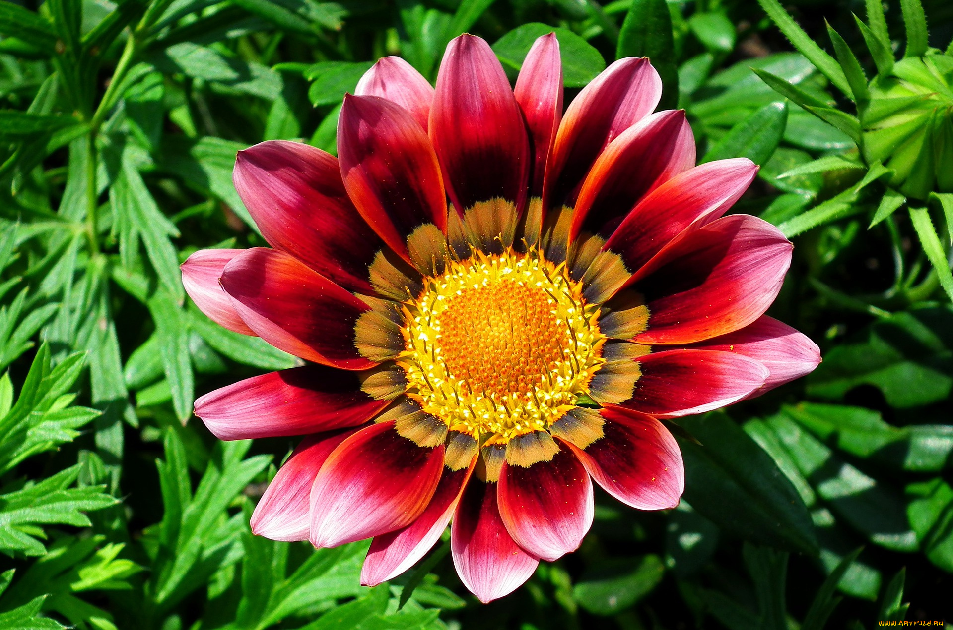 цветы, газания, макро, розовая