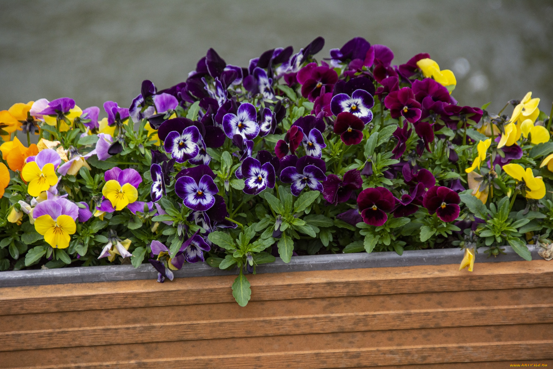 цветы, анютины, глазки, , садовые, фиалки, разноцветные, глазки, анютины