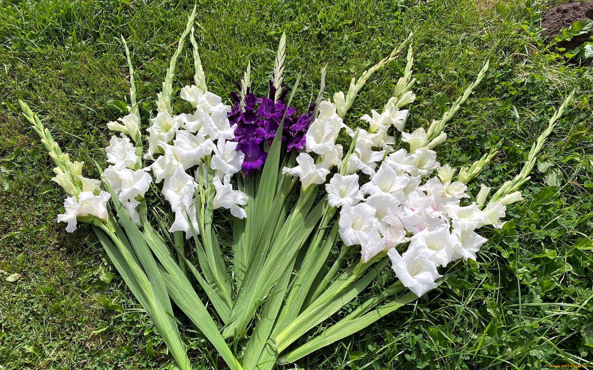 цветы, гладиолусы, трава, белые, лиловые