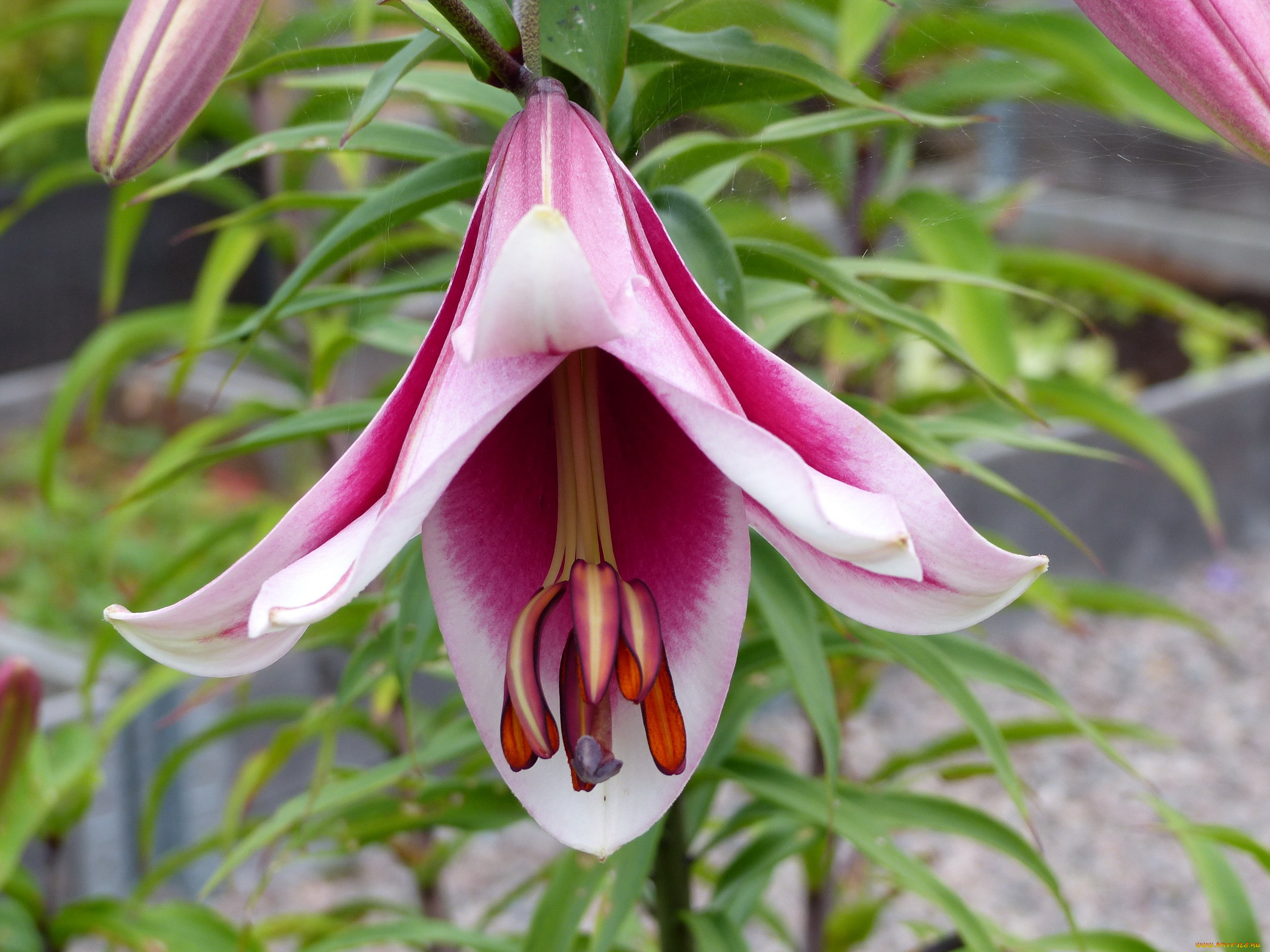 цветы, лилии, , лилейники, макро, лилия, розовая, бутон