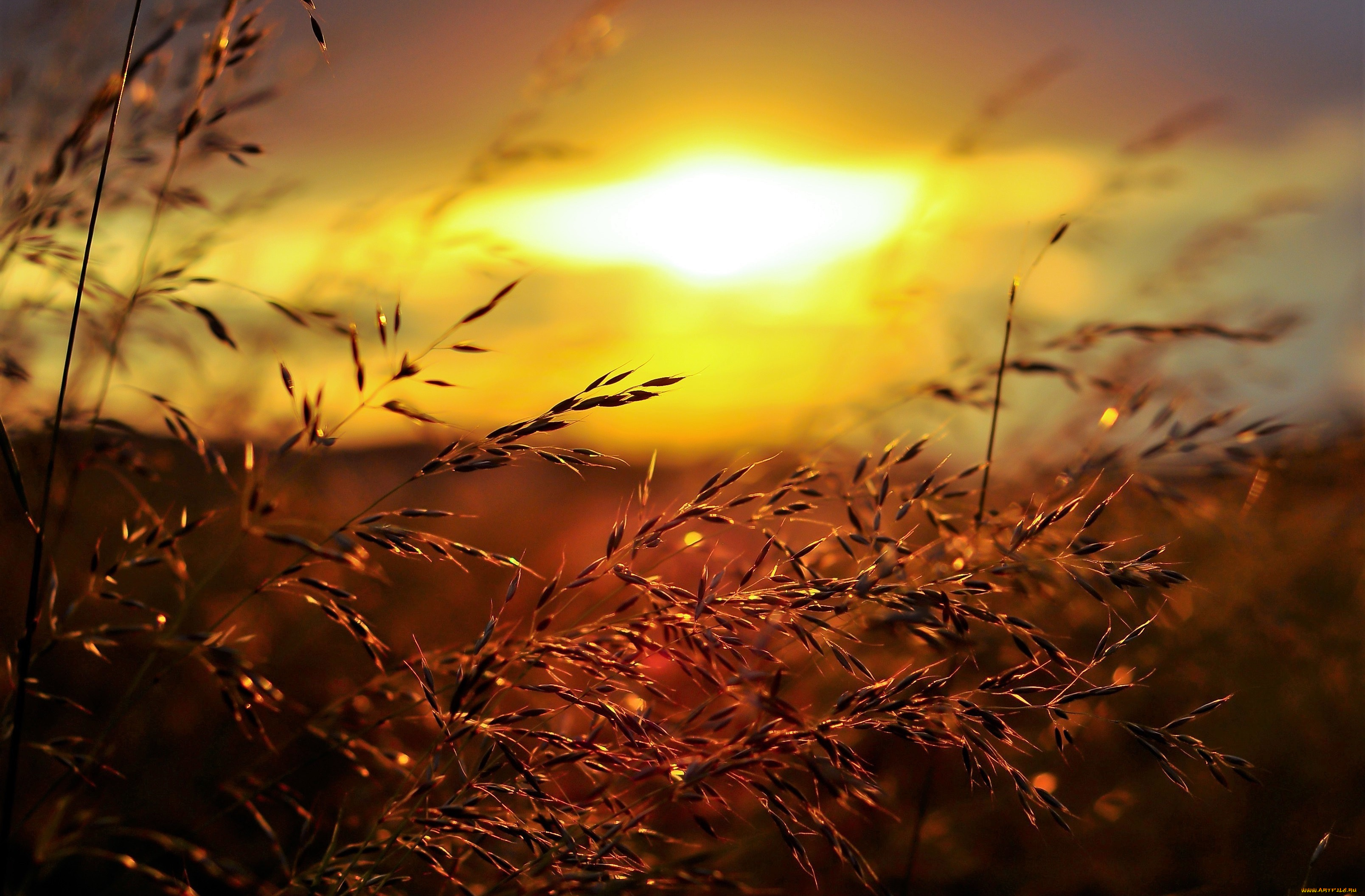 природа, восходы, закаты, закат, поле, трава