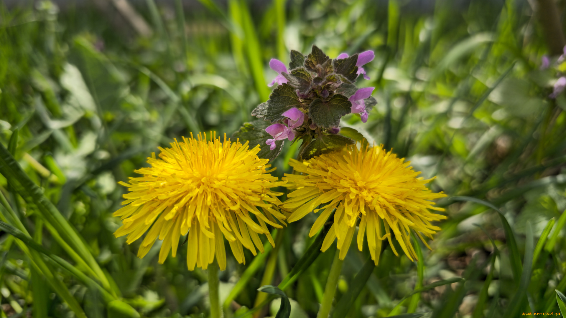 цветы, луговые, , полевые, , цветы, одуванчики