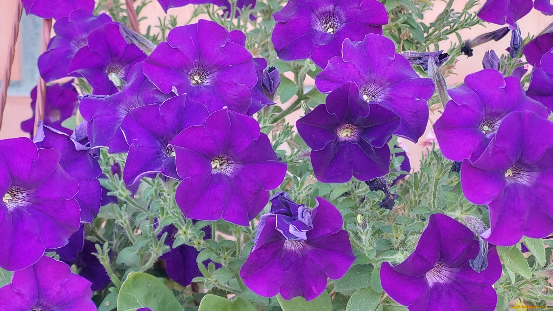 цветы, петунии, , калибрахоа