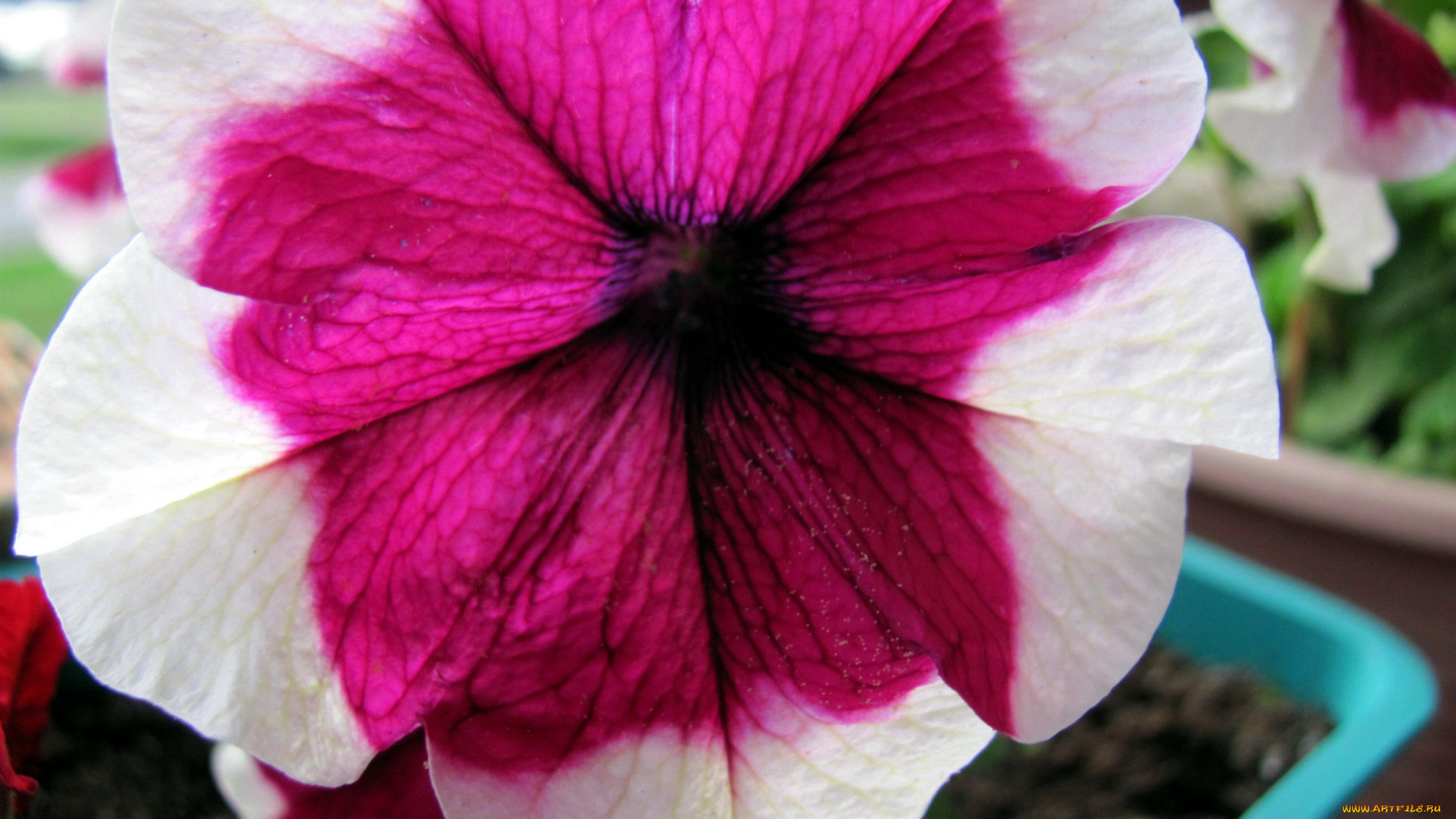 цветы, петунии, , калибрахоа, макро