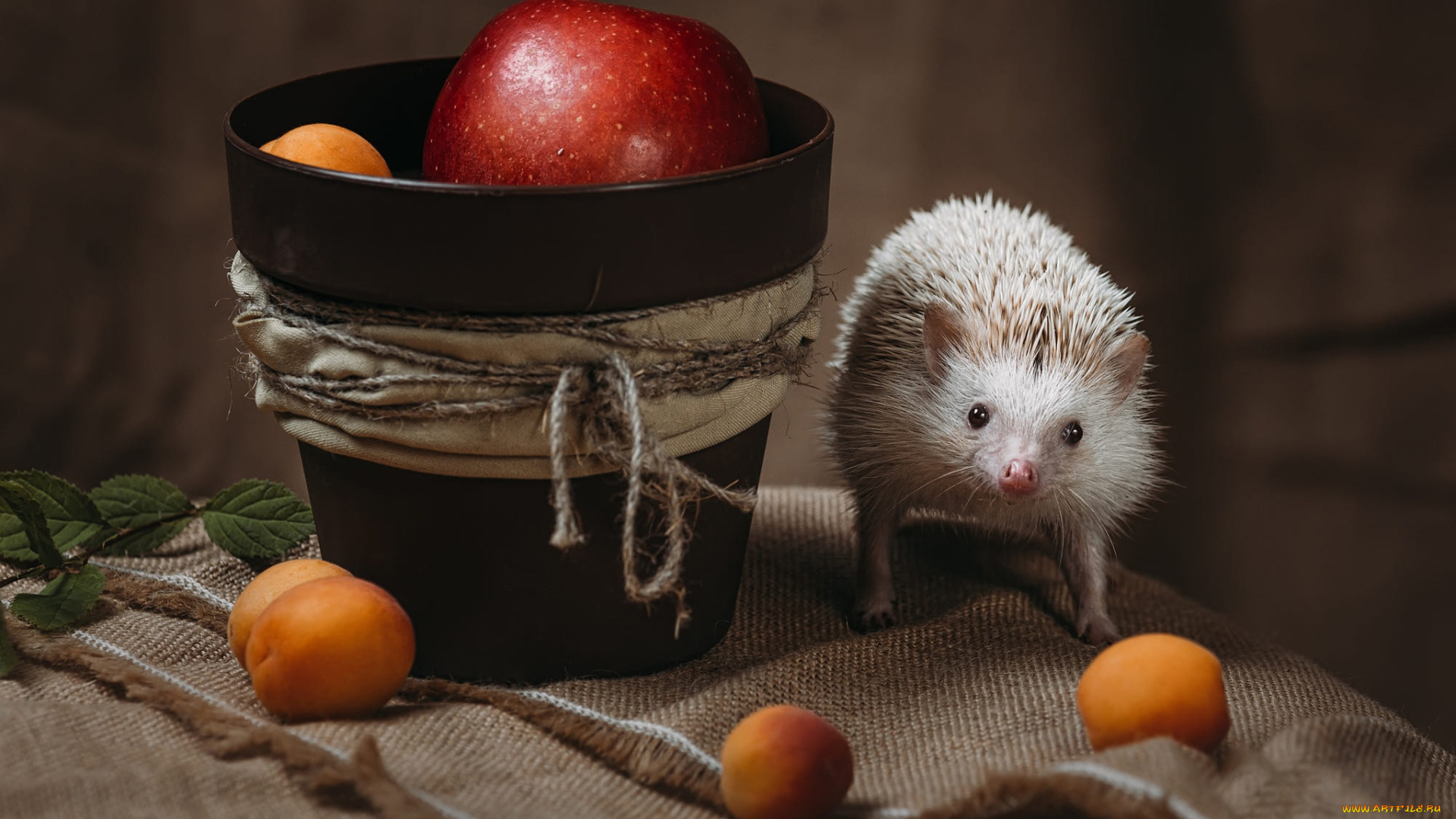 животные, ежи, ёжик