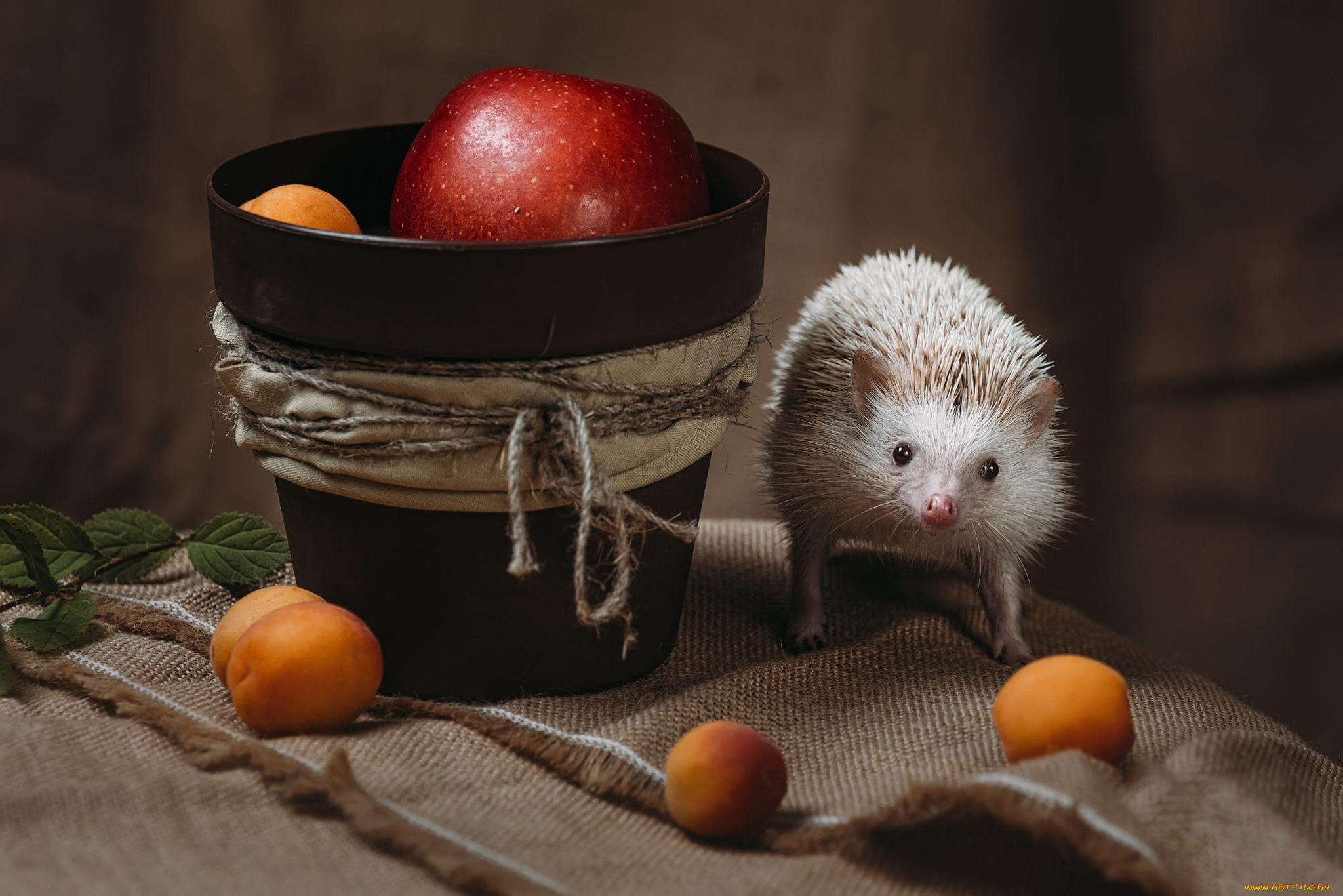 животные, ежи, ёжик