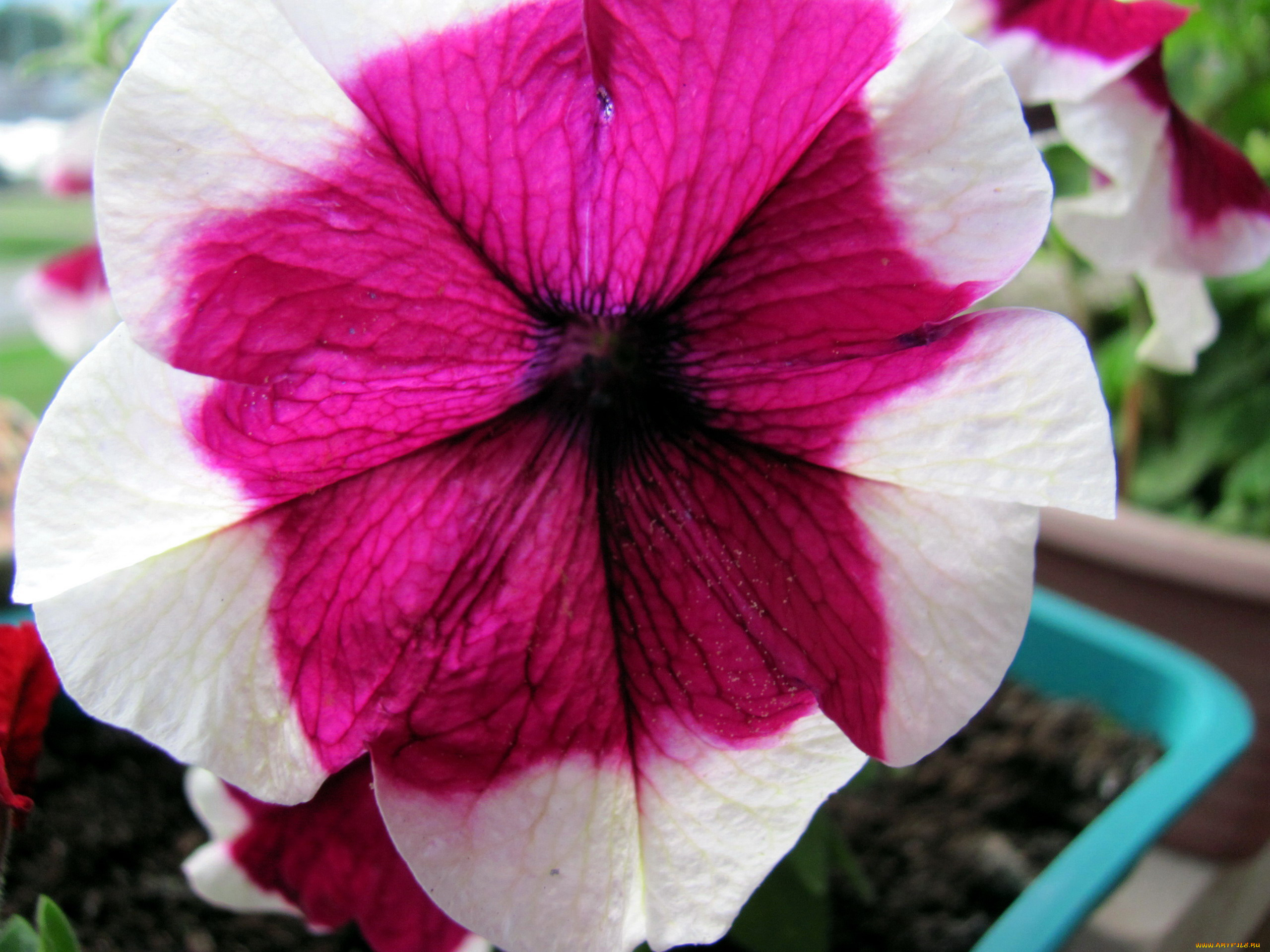 цветы, петунии, , калибрахоа, макро