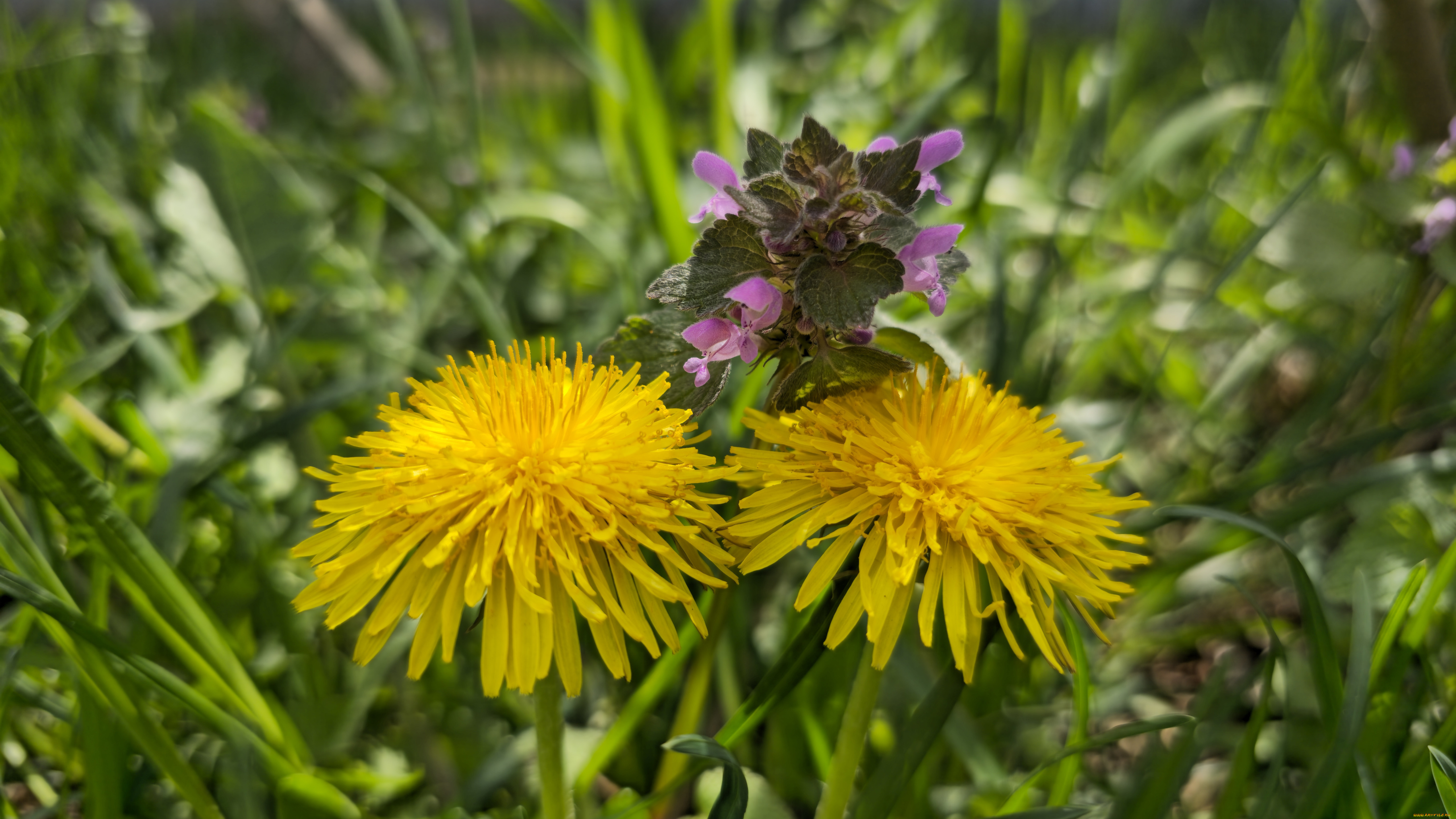 цветы, луговые, , полевые, , цветы, одуванчики