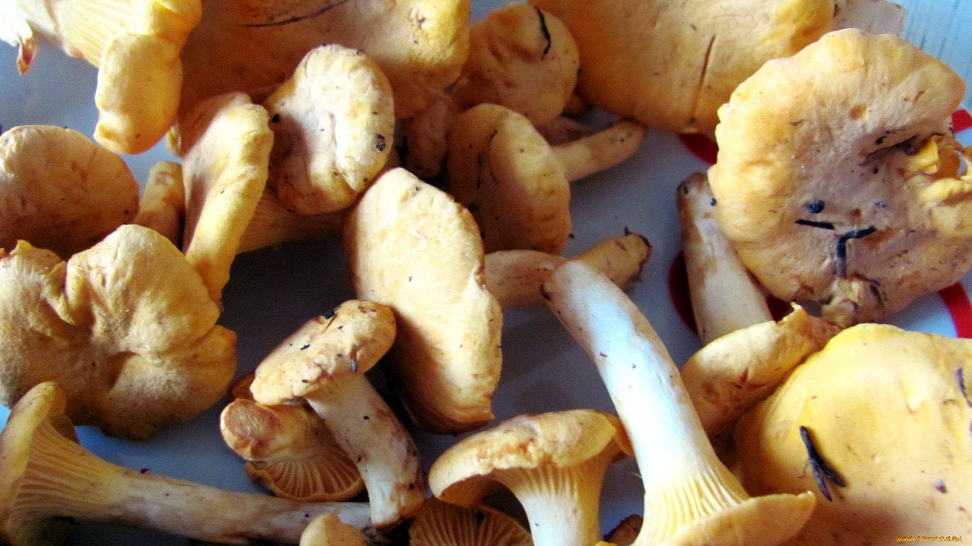 еда, грибы, , грибные, блюда, лисички