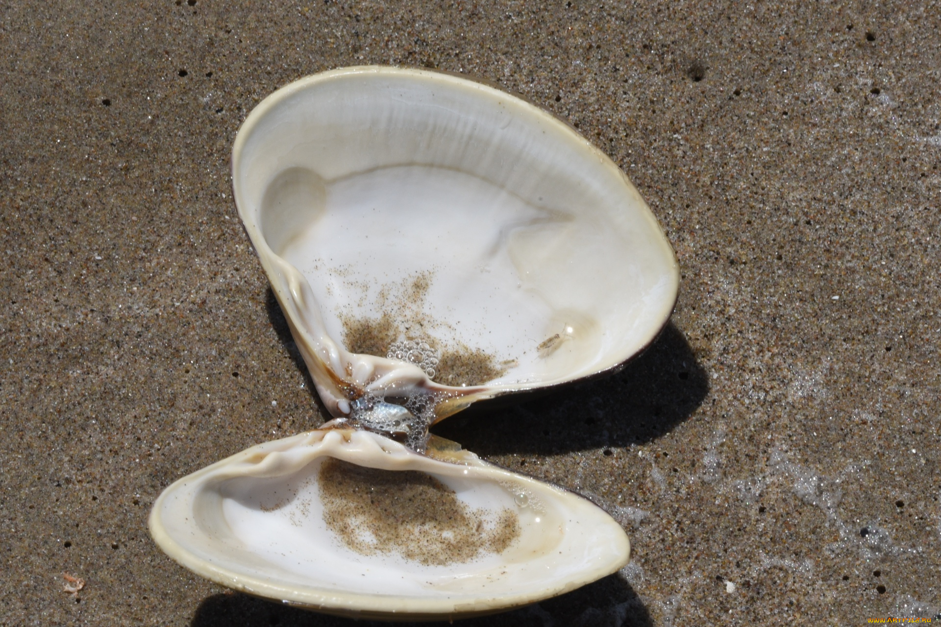 разное, ракушки, , кораллы, , декоративные, и, spa-камни, ракушка