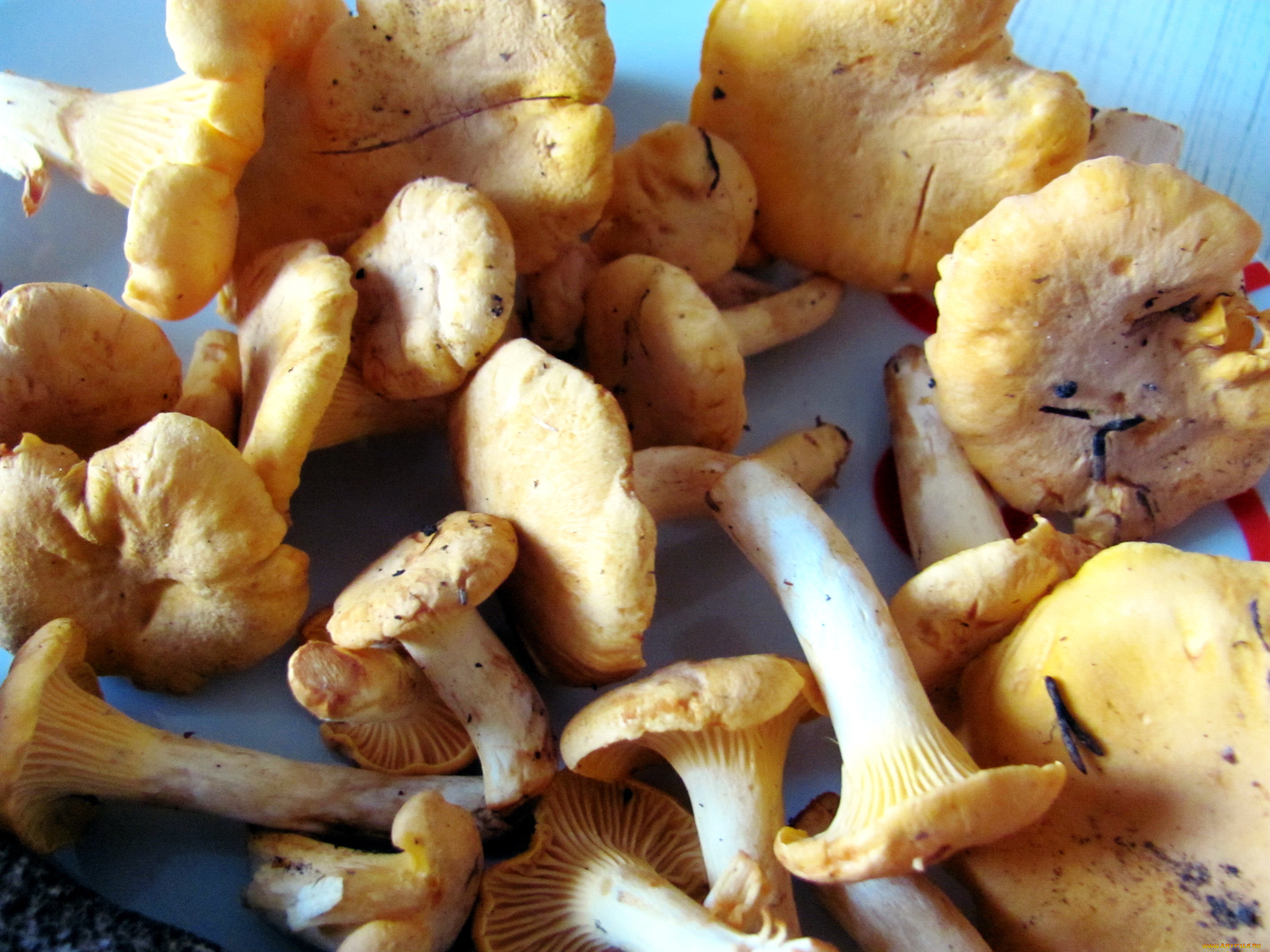 еда, грибы, , грибные, блюда, лисички