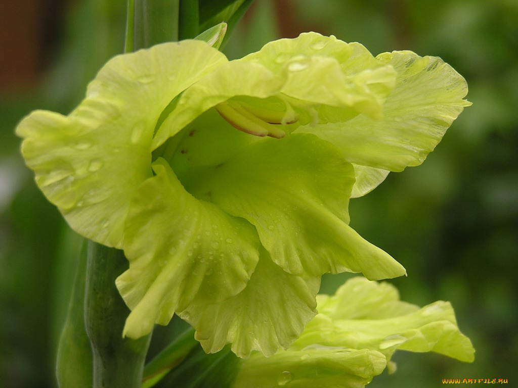 цветы, гладиолусы