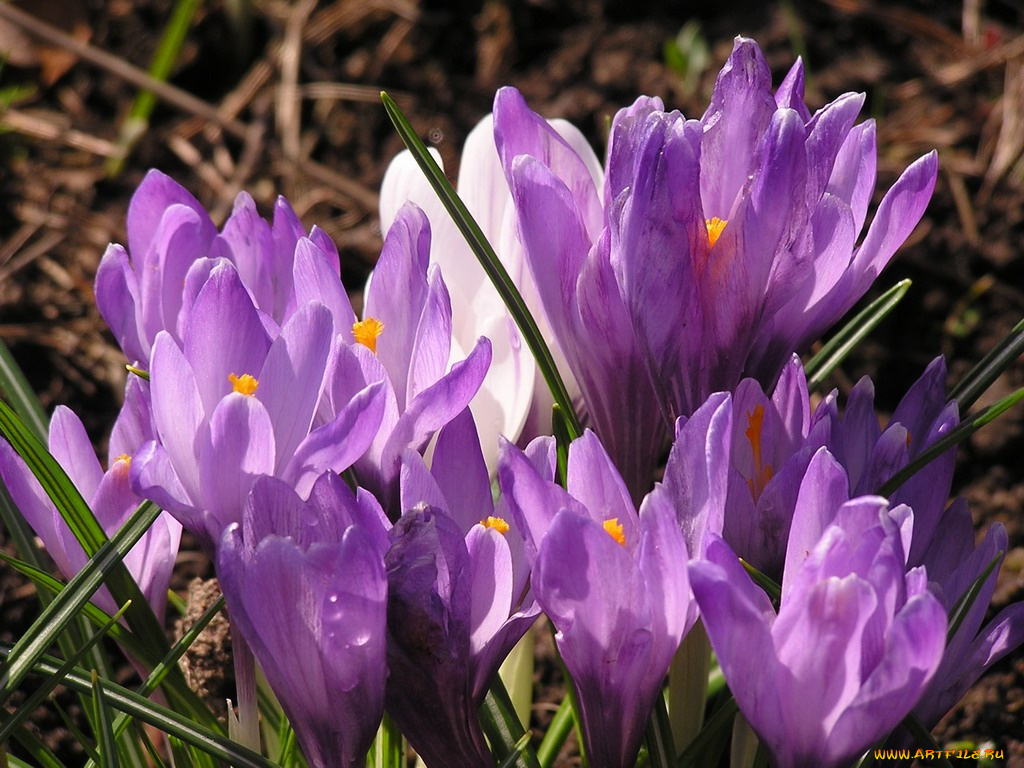 цветы, крокусы