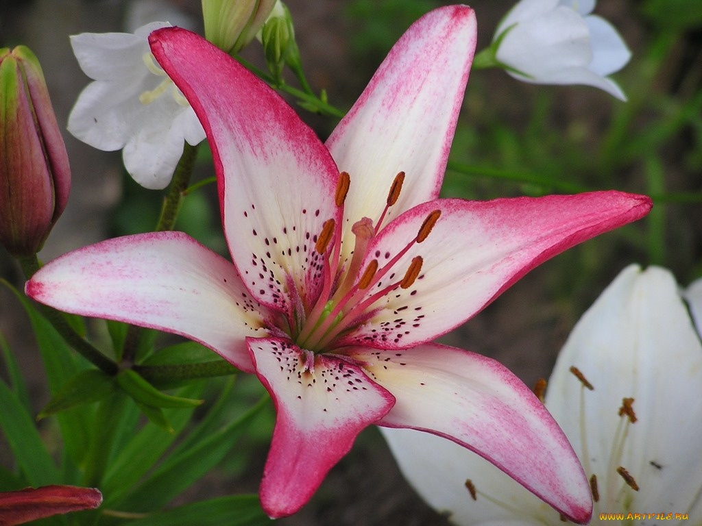 цветы, лилии, лилейники