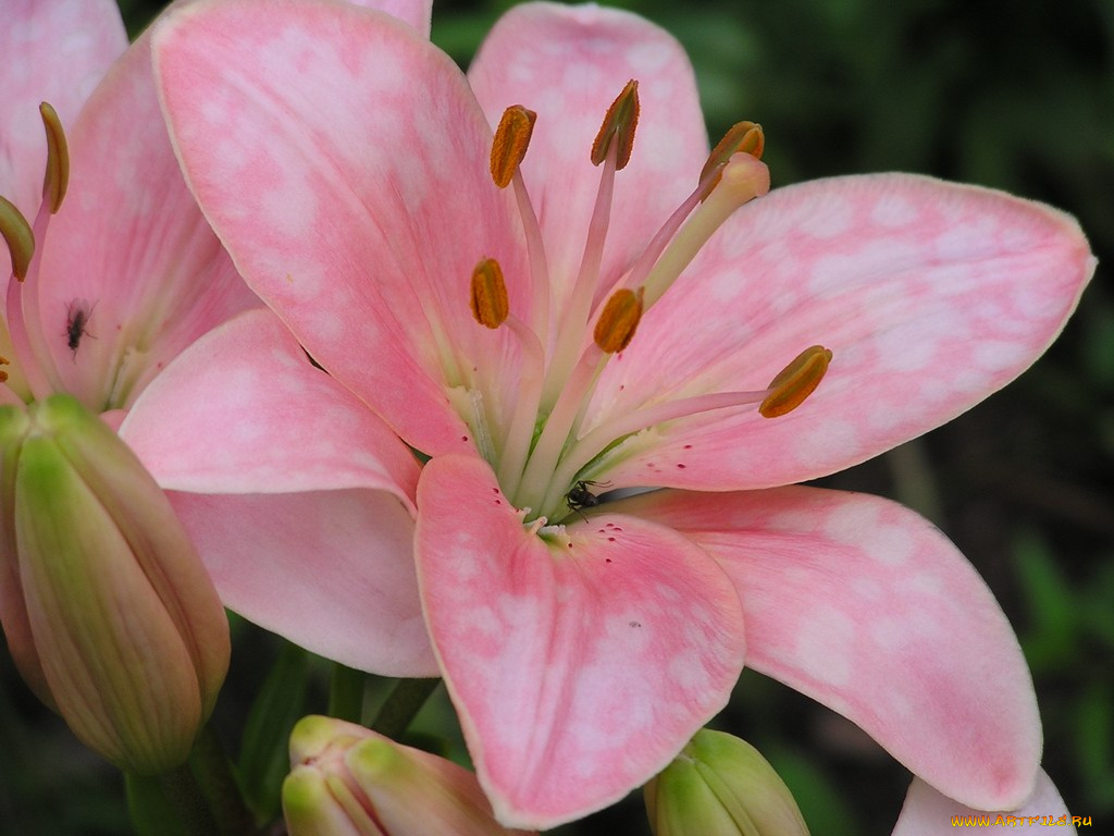 цветы, лилии, лилейники