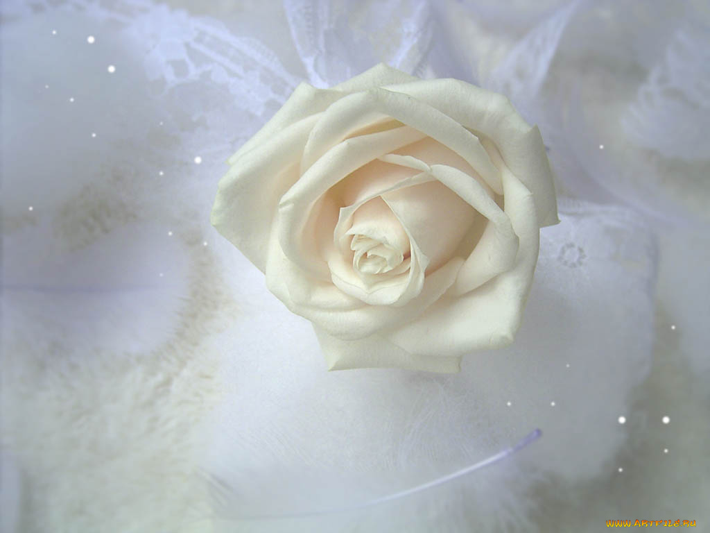 цветы, розы