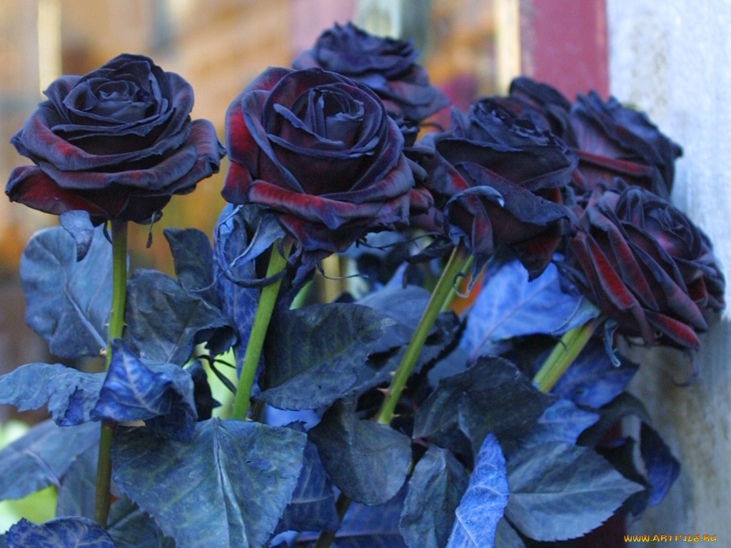 цветы, розы