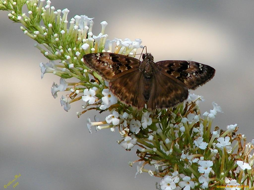 животные, бабочки