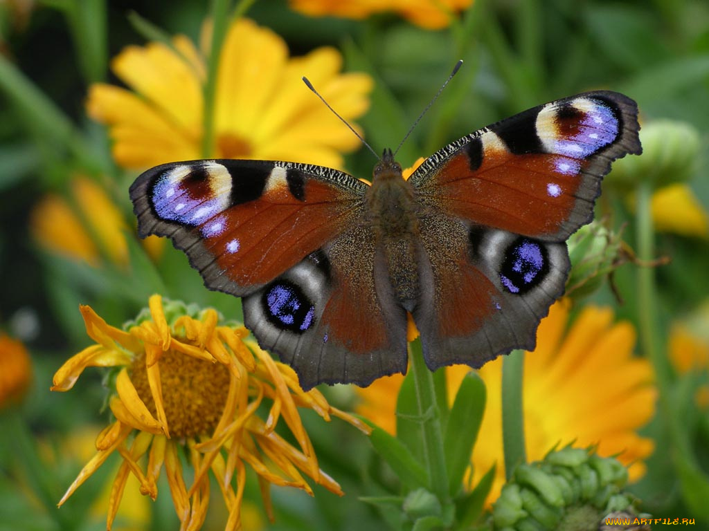 животные, бабочки