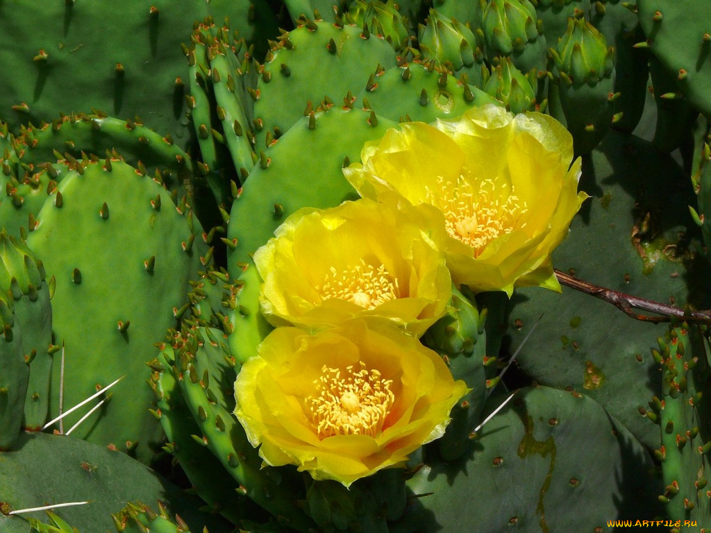 цветы, кактусы