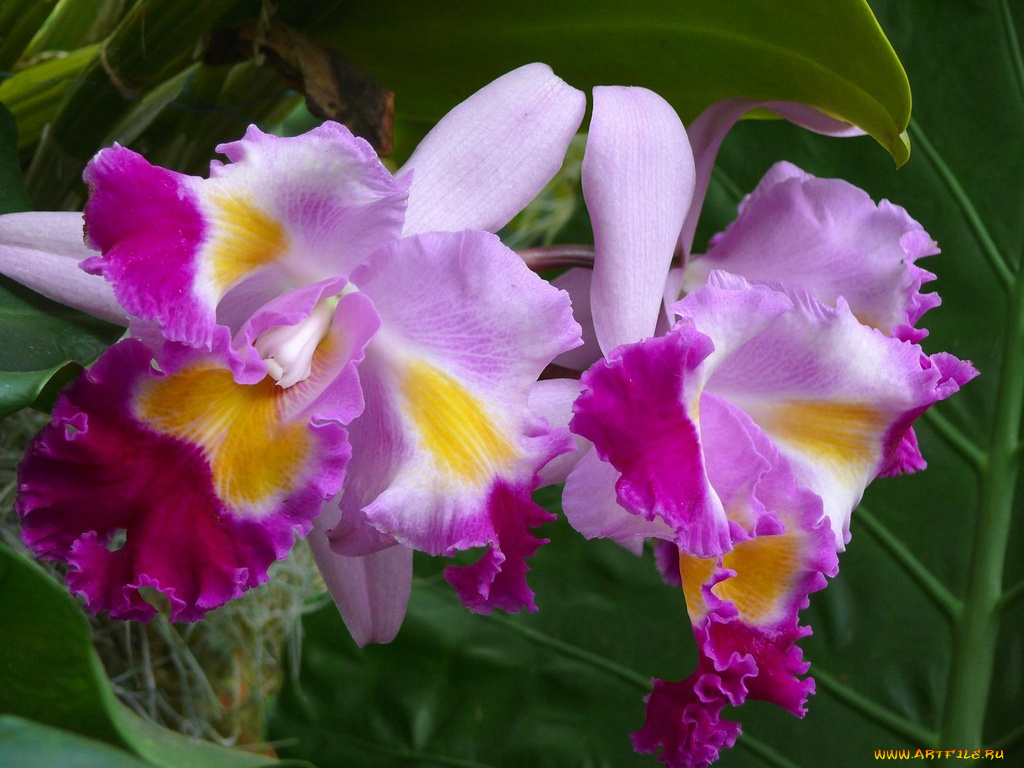 цветы, орхидеи