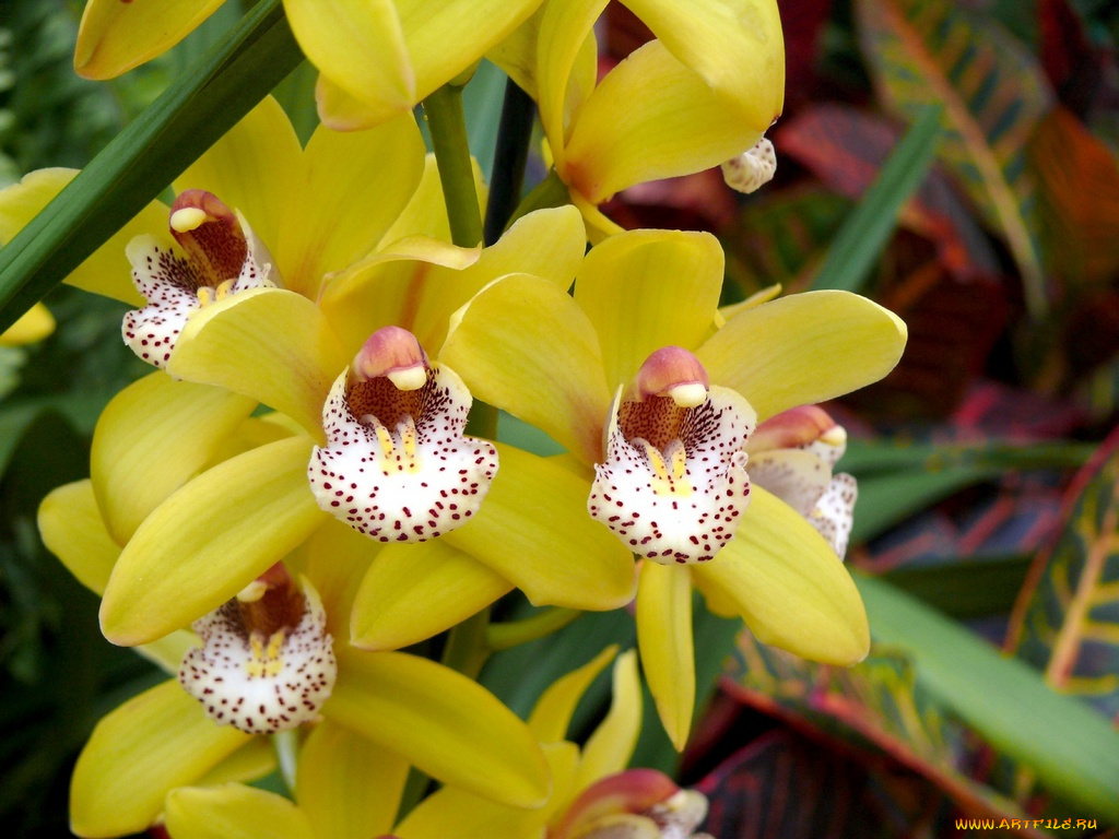 цветы, орхидеи