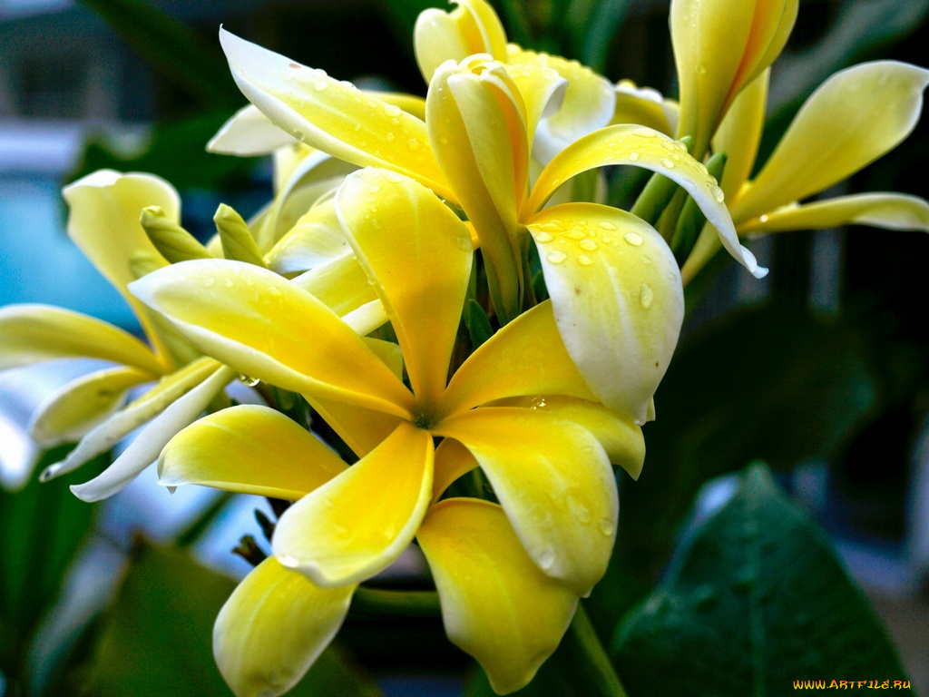 цветы, плюмерия