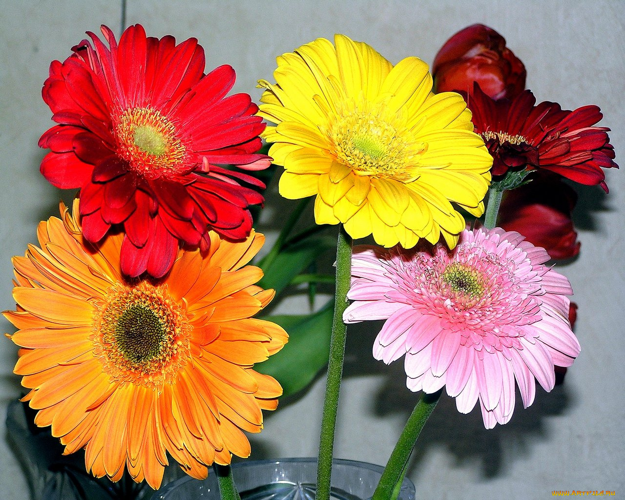 цветы, герберы