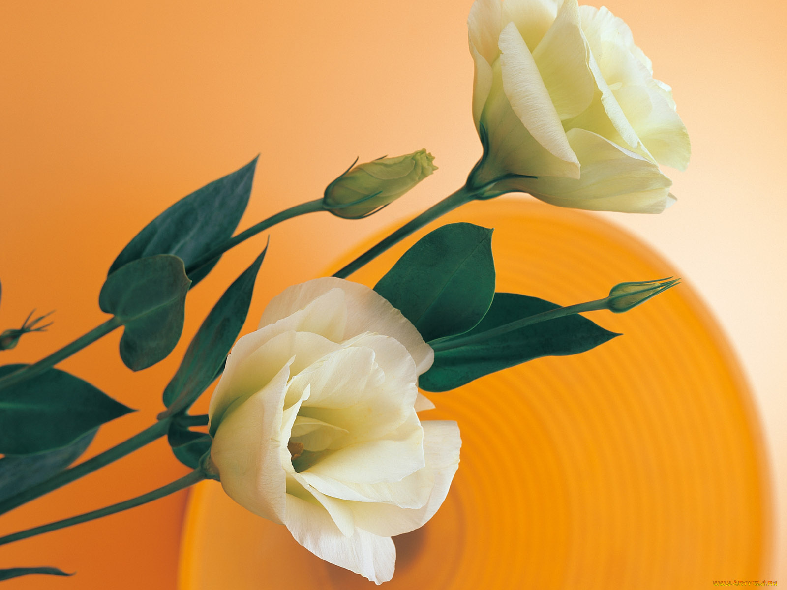 цветы, эустома