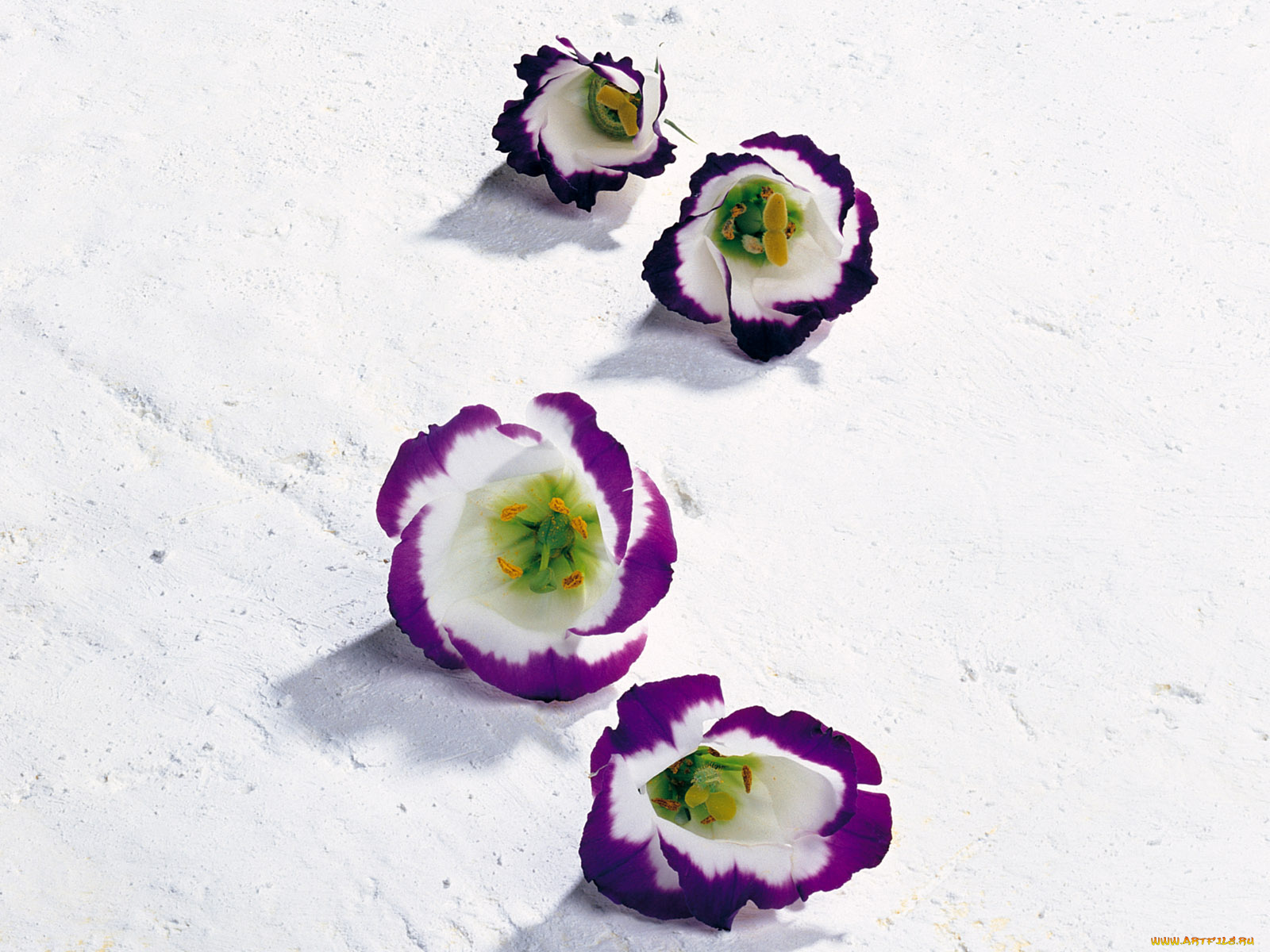 цветы, эустома