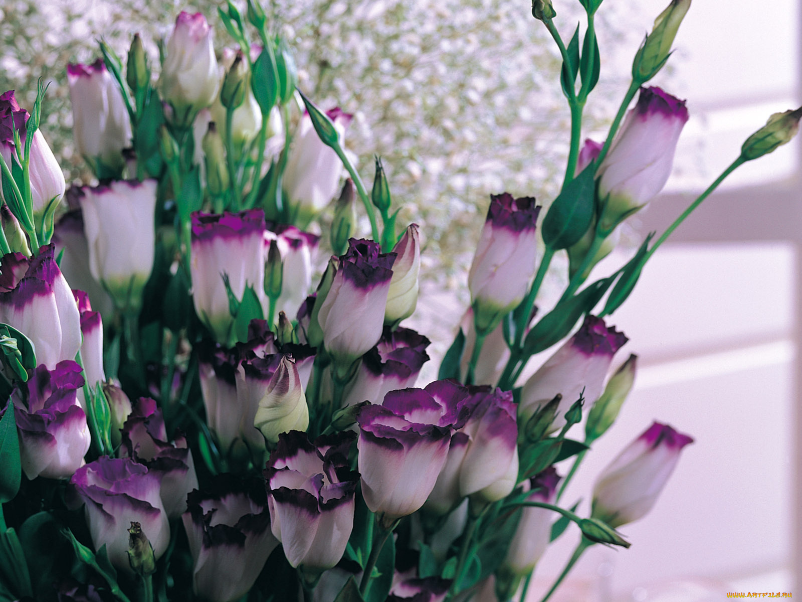 цветы, эустома