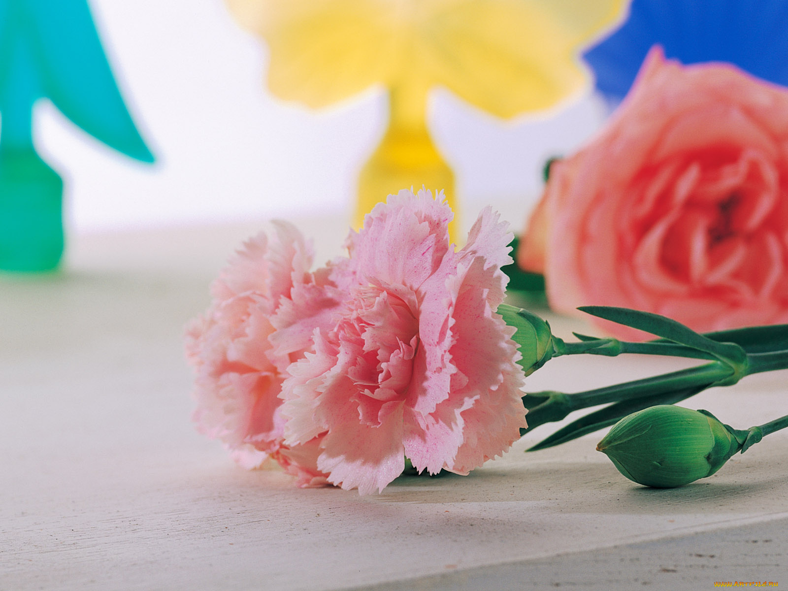 цветы, гвоздики