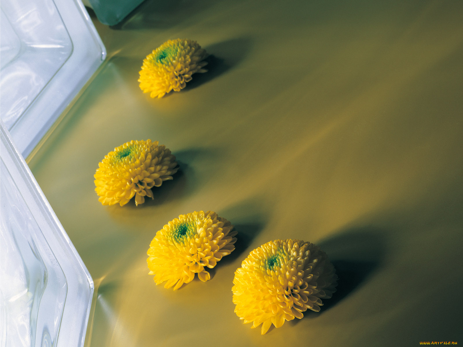 цветы, хризантемы