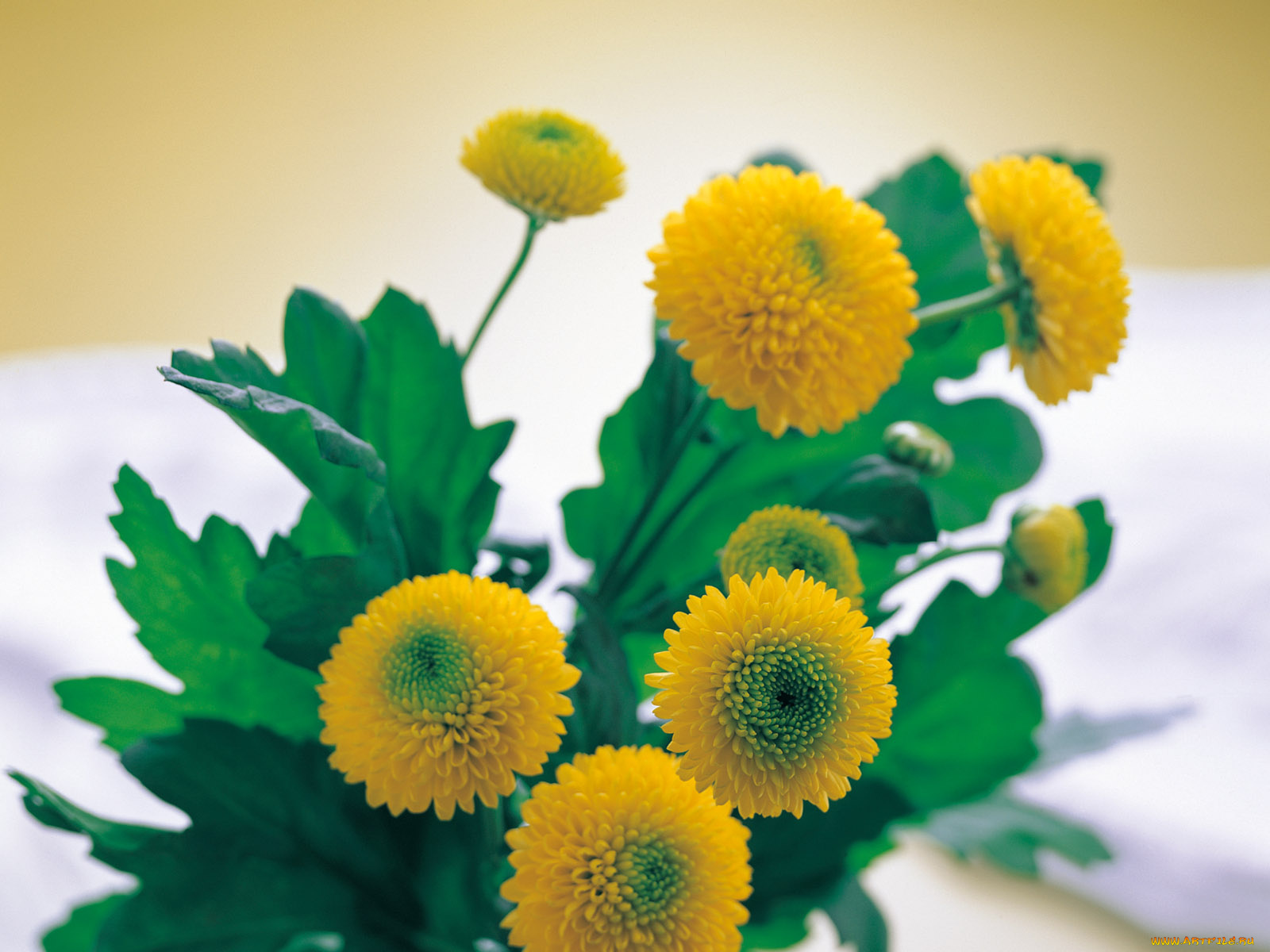 цветы, хризантемы