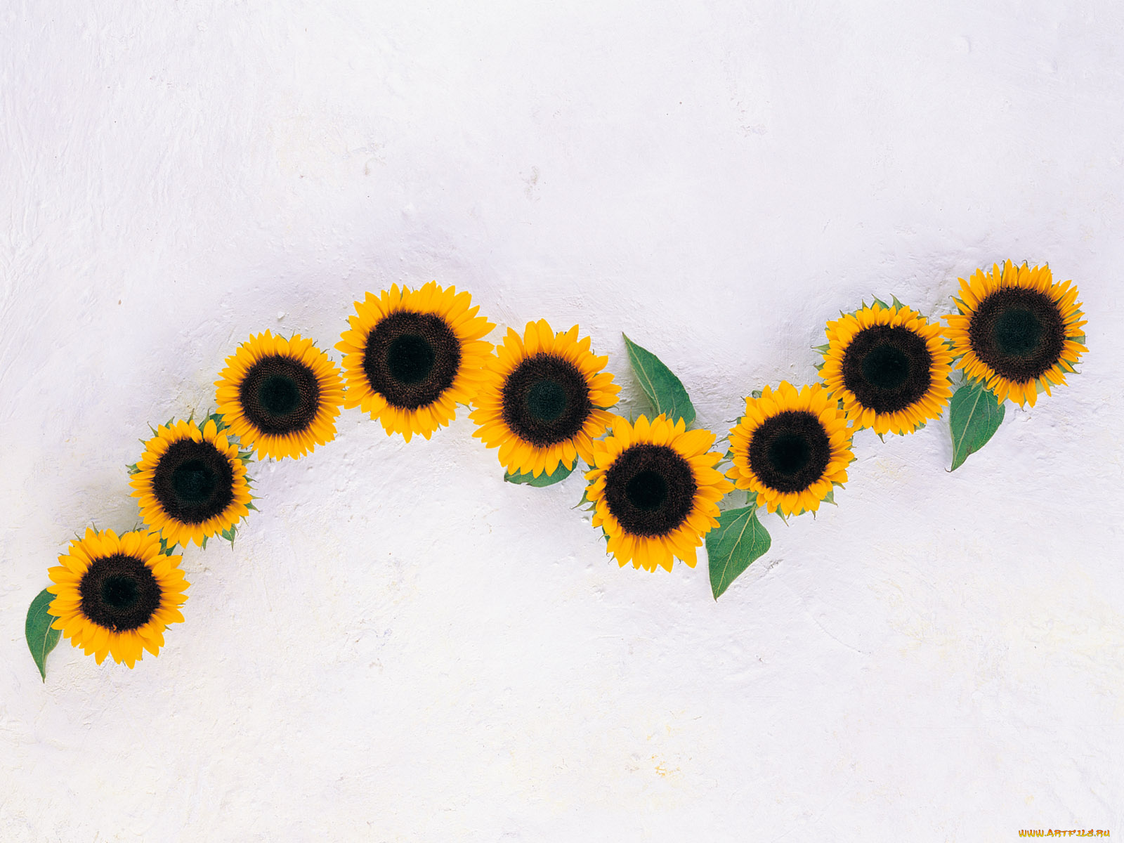 цветы, подсолнухи