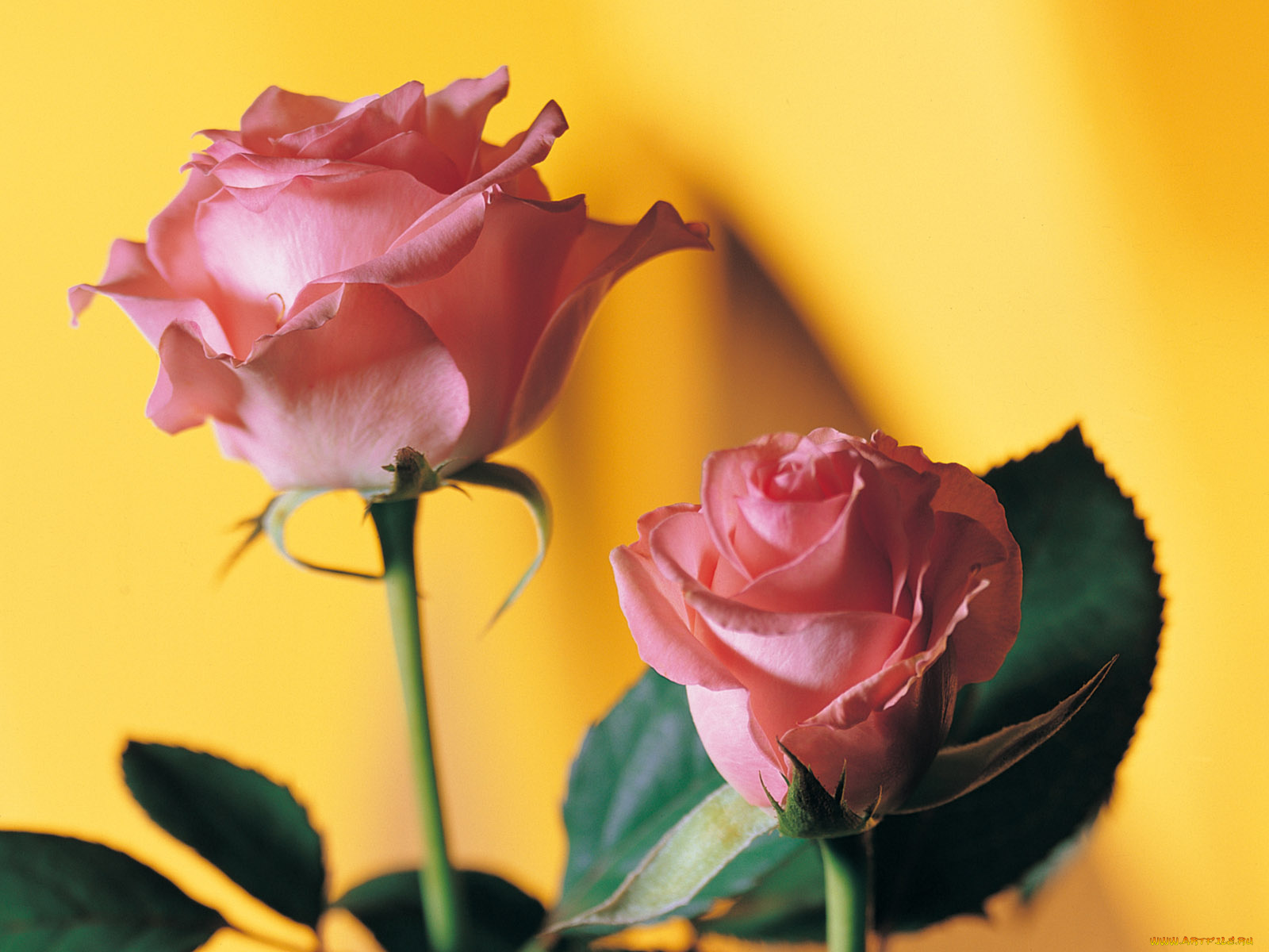 цветы, розы